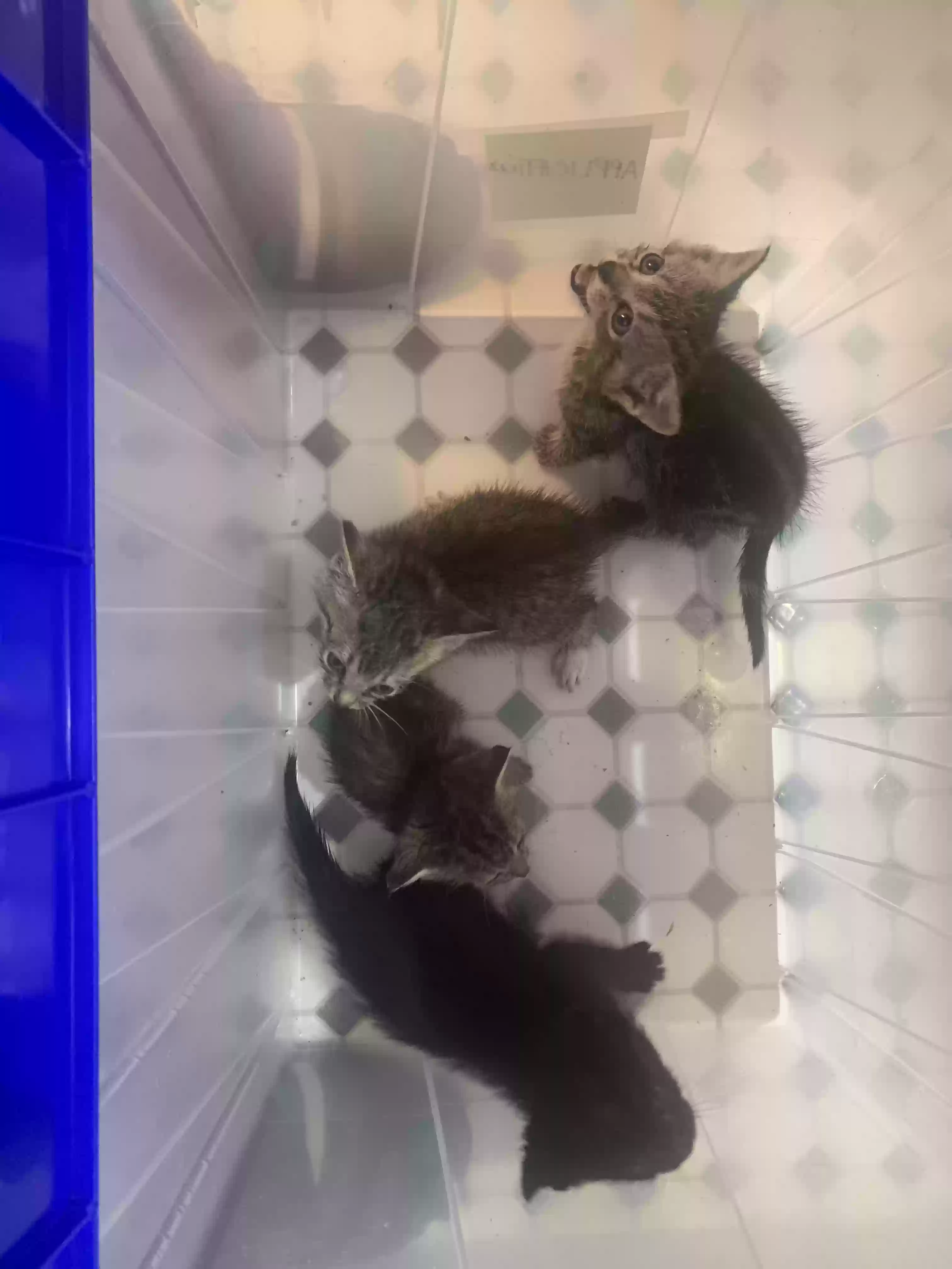 adoptable Cat in Atlanta,GA named Socks
