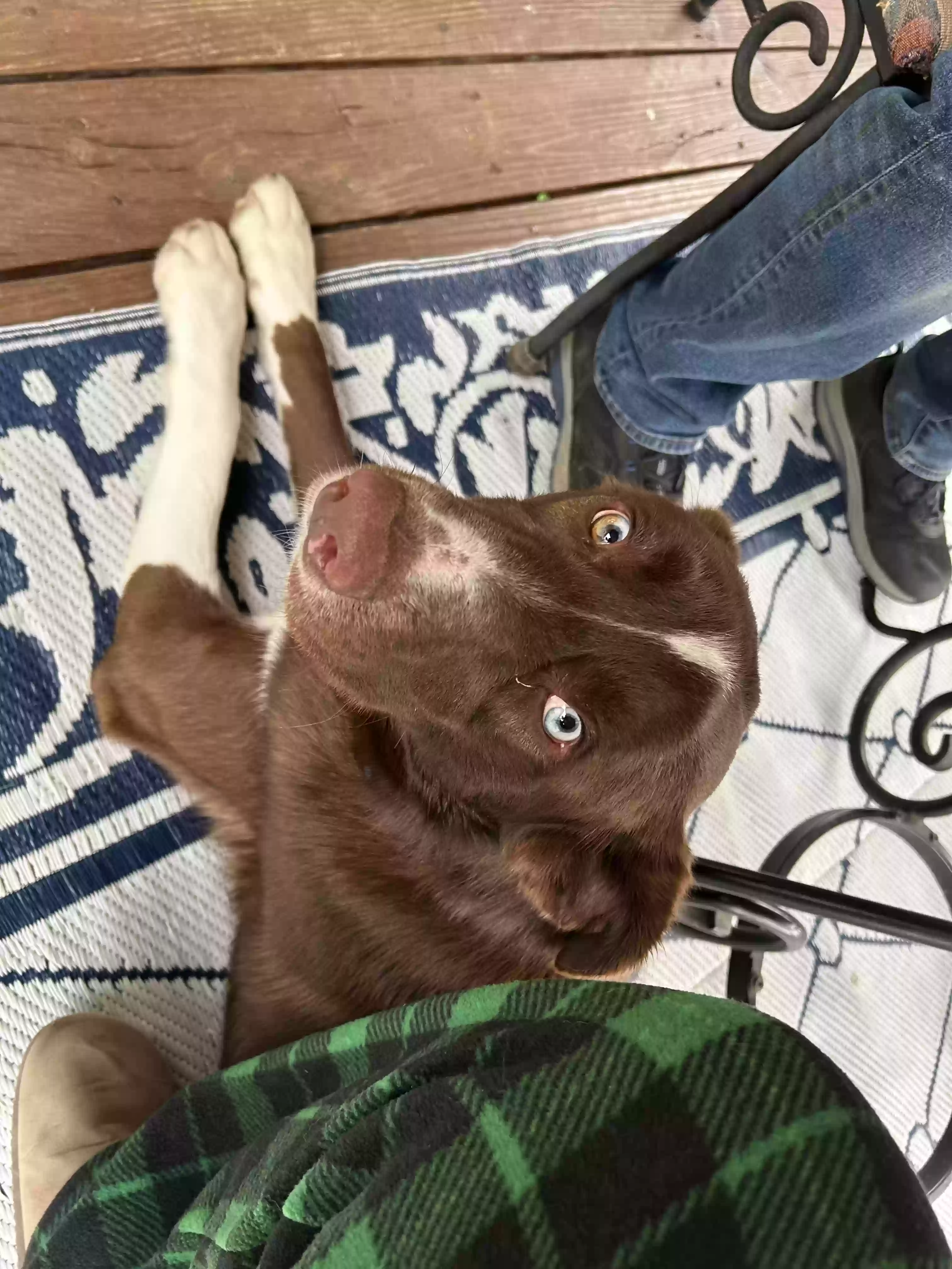 adoptable Dog in La Fayette,GA named Bailey