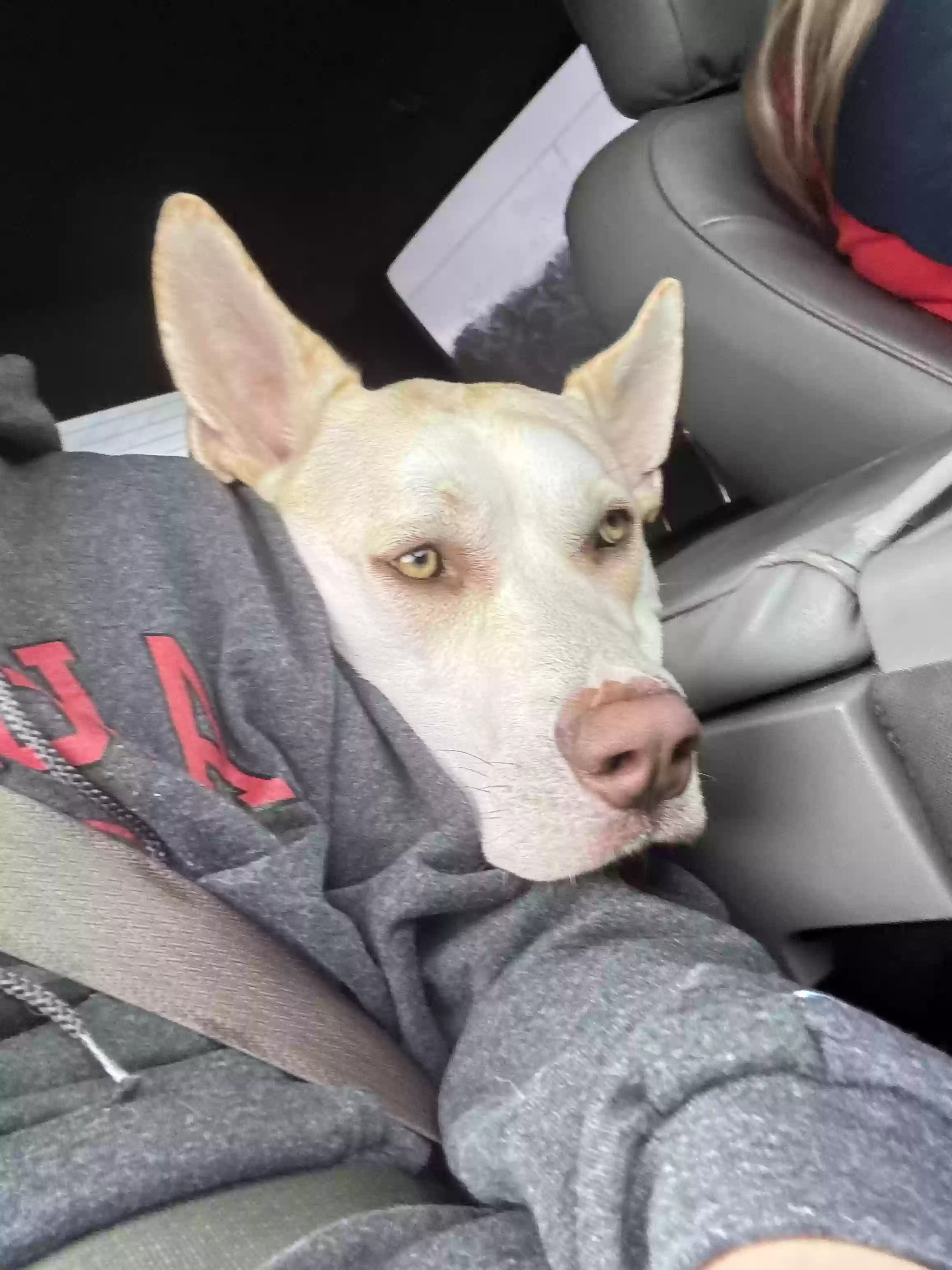 adoptable Dog in La Fayette,GA named Jax