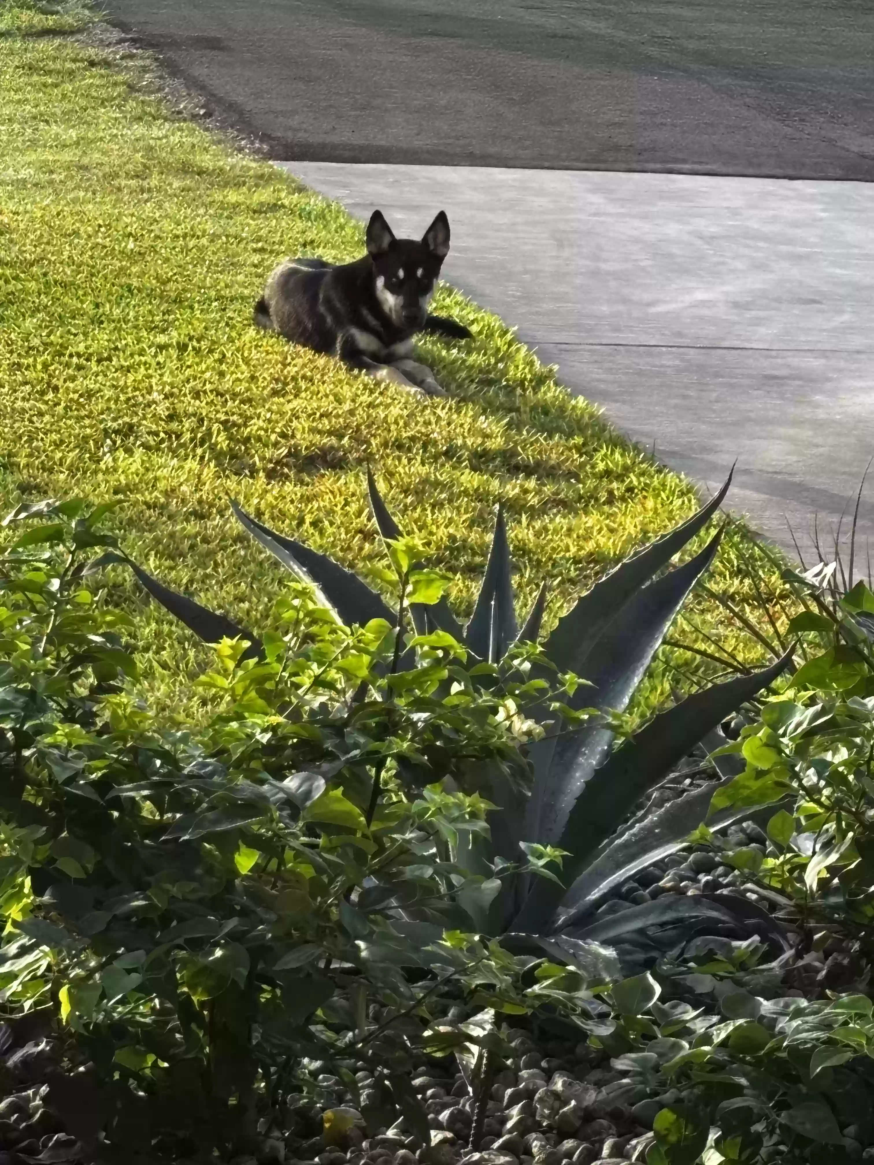 adoptable Dog in Edinburg,TX named