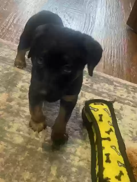 adoptable Dog in Midlothian,TX named