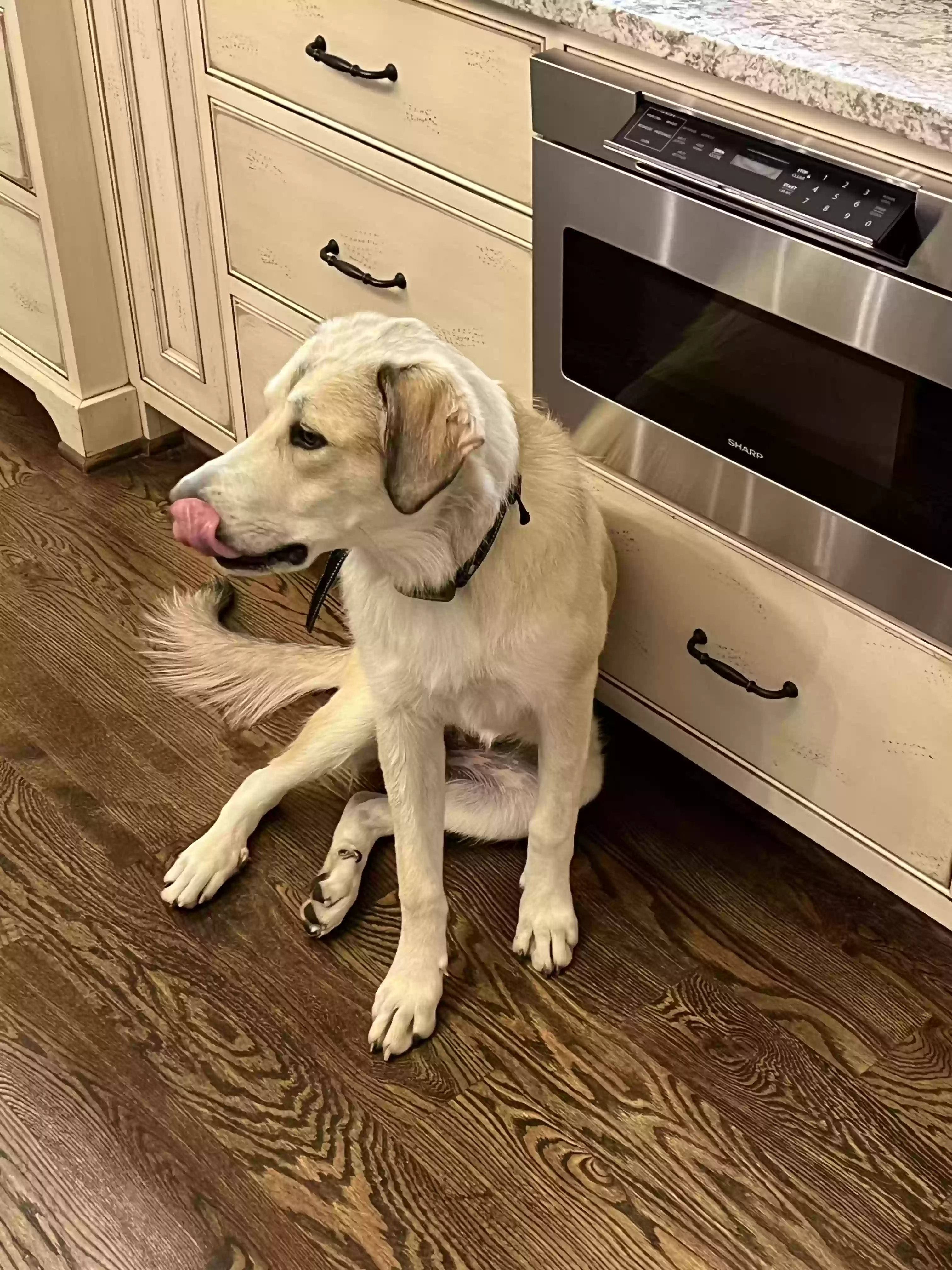 adoptable Dog in Fort Mill,SC named Maggie