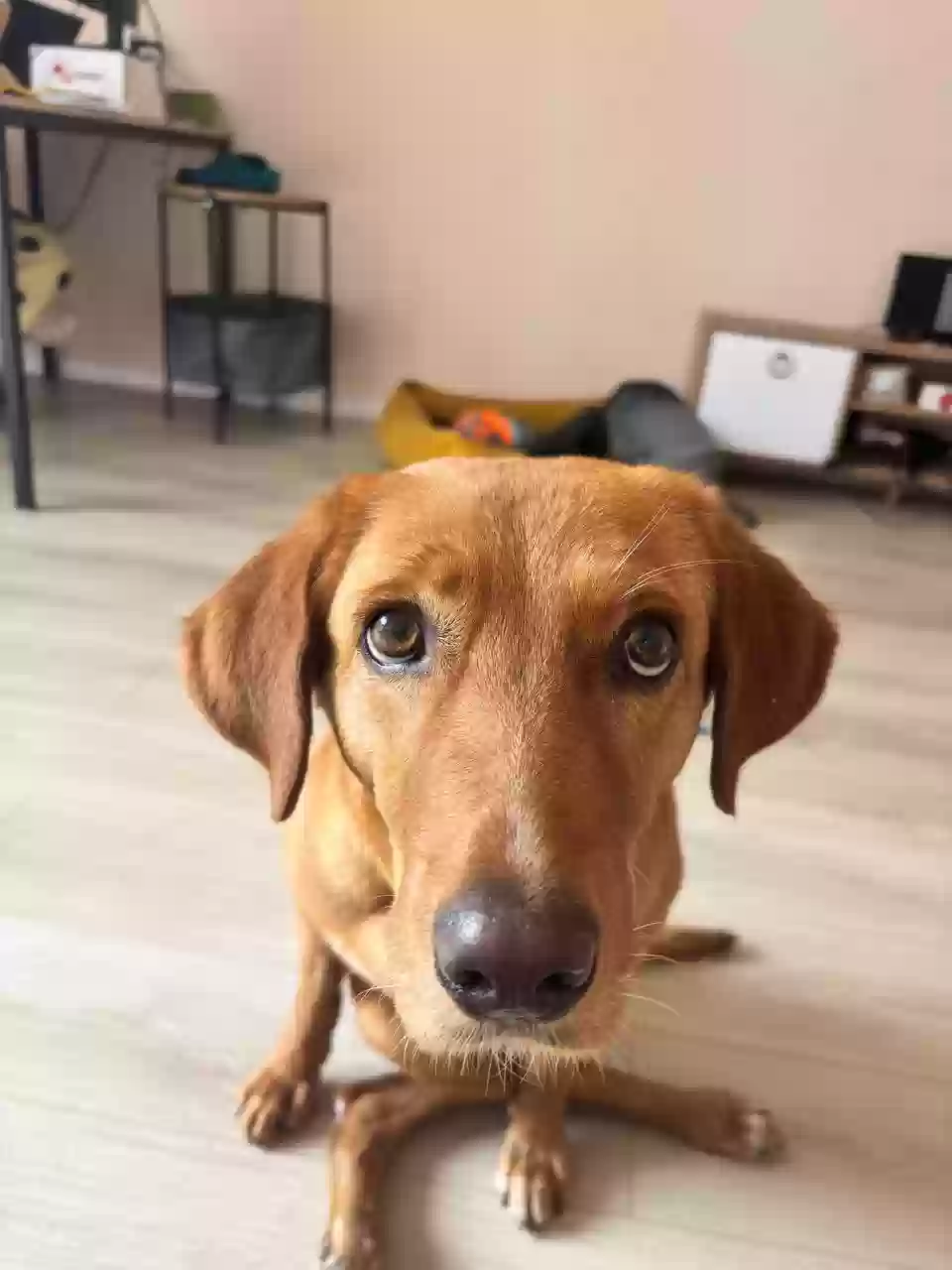 adoptable Dog in New Castle,DE named Berta