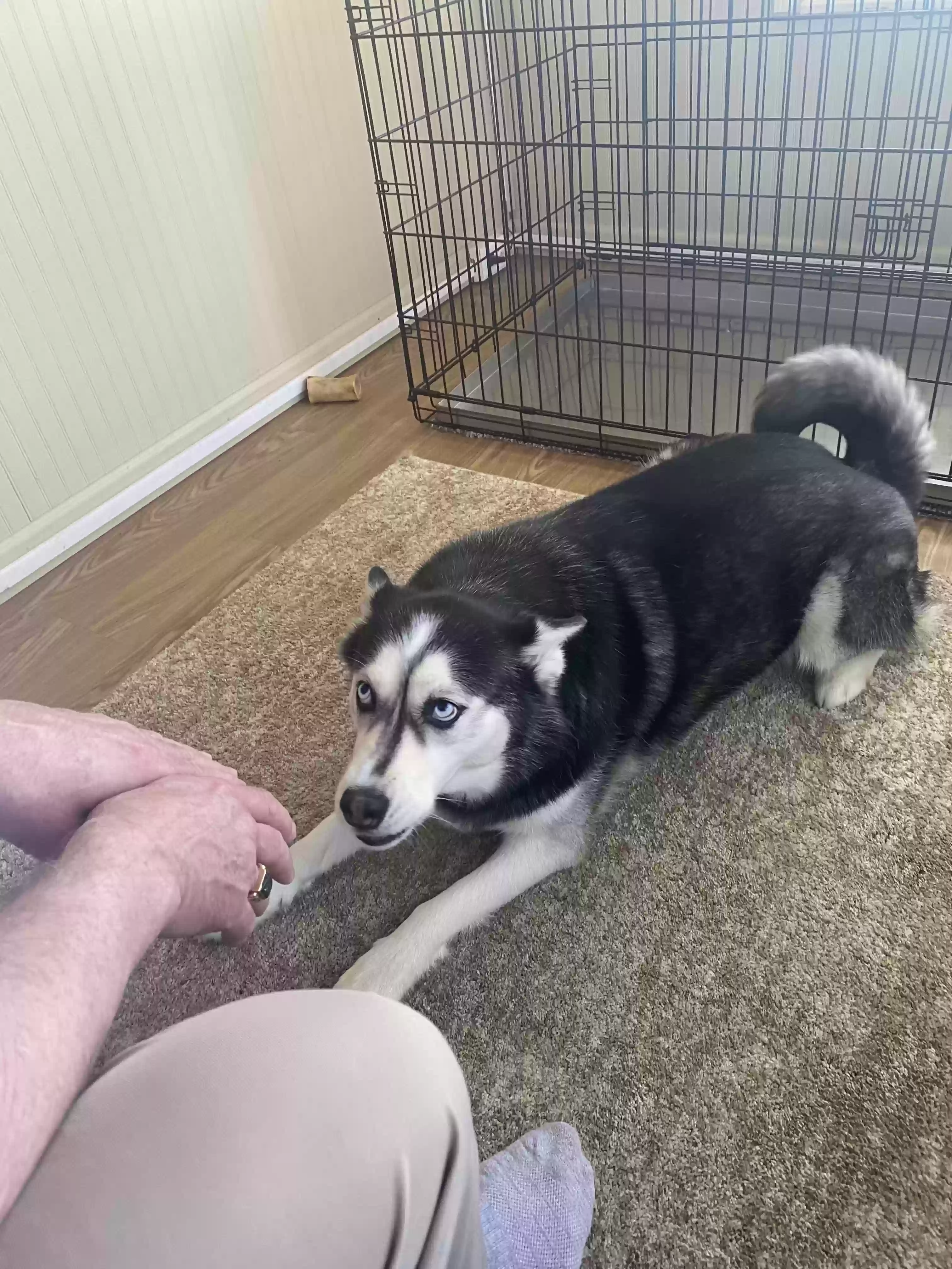 adoptable Dog in Springfield,OH named Kira