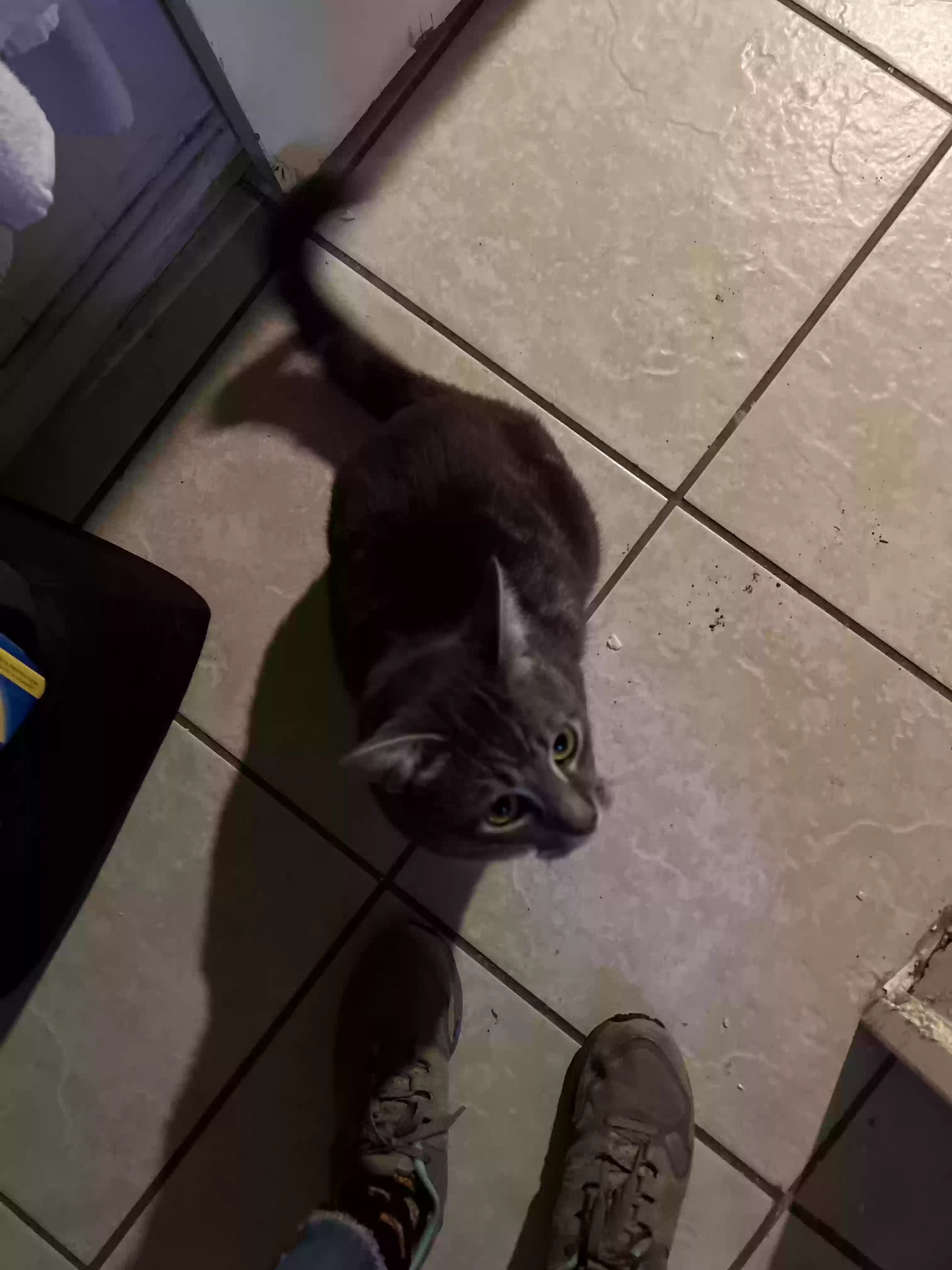 adoptable Cat in Columbia,SC named Boopy Poopy