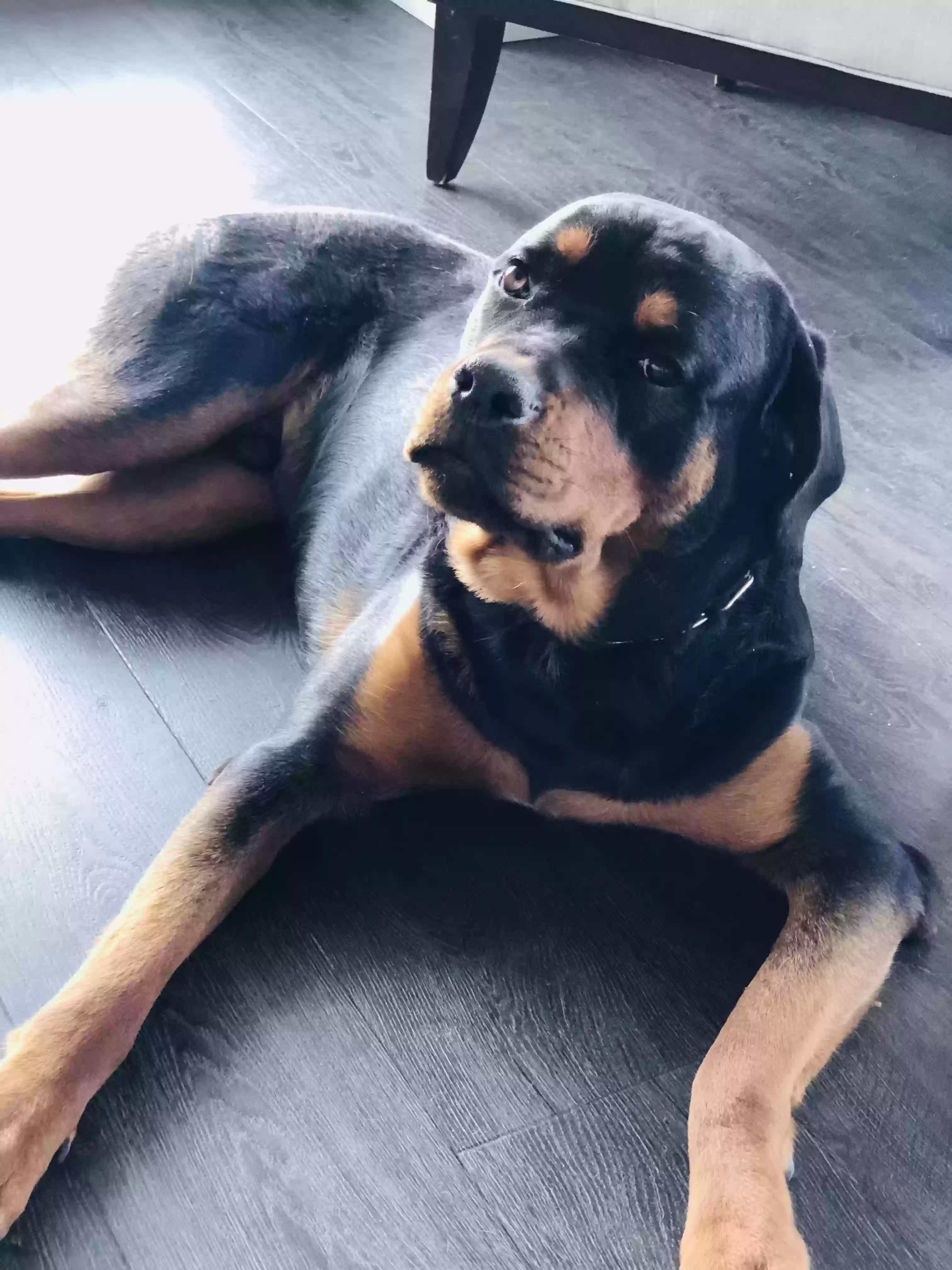 adoptable Dog in Atlanta,GA named Bison