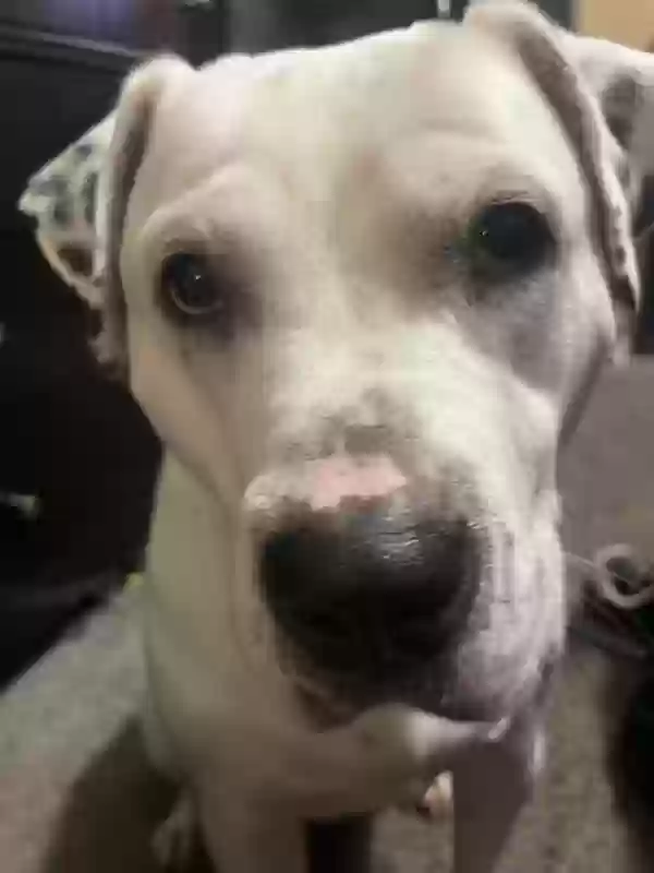 adoptable Dog in Covington,GA named Domino