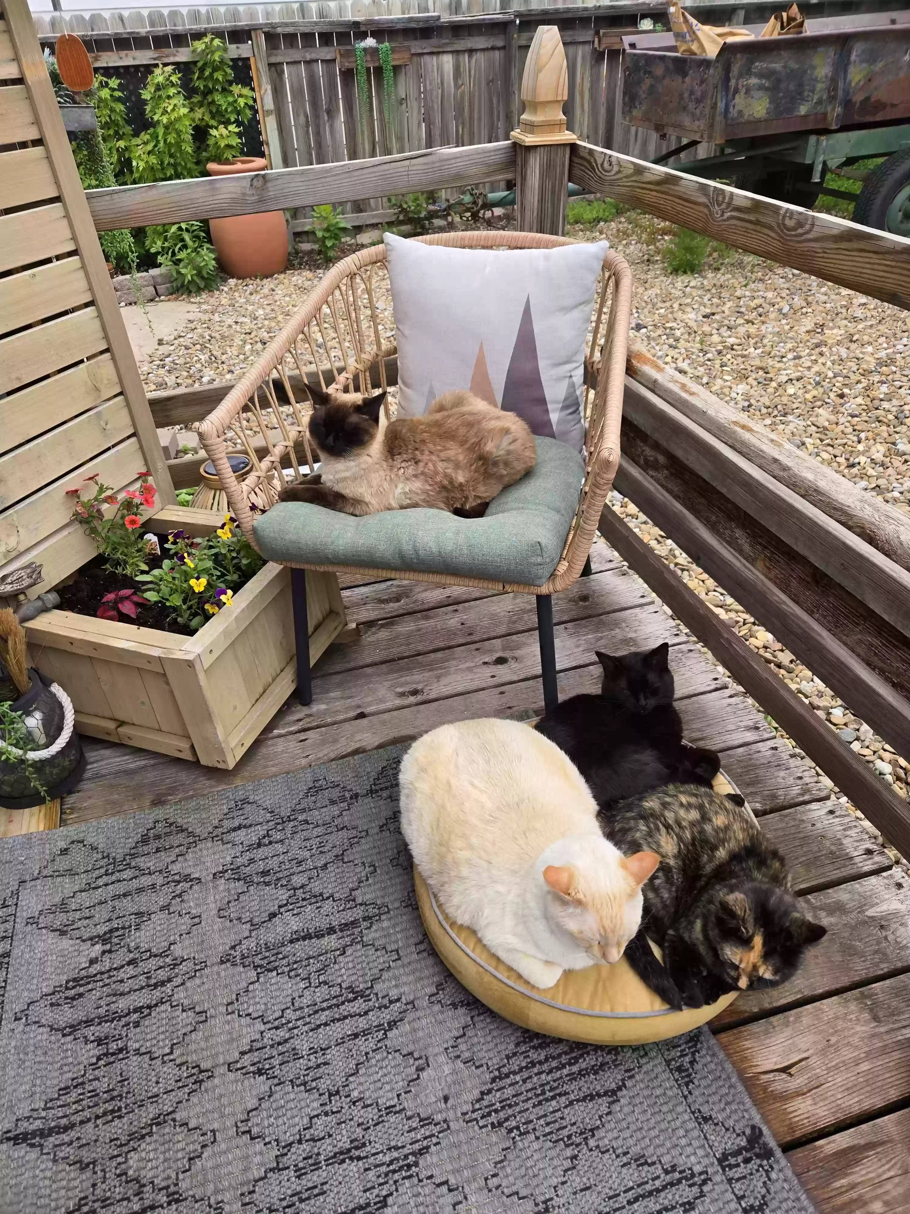 adoptable Cat in Rapid City,SD named Junkie, Alvin, Hardy man and Menwe