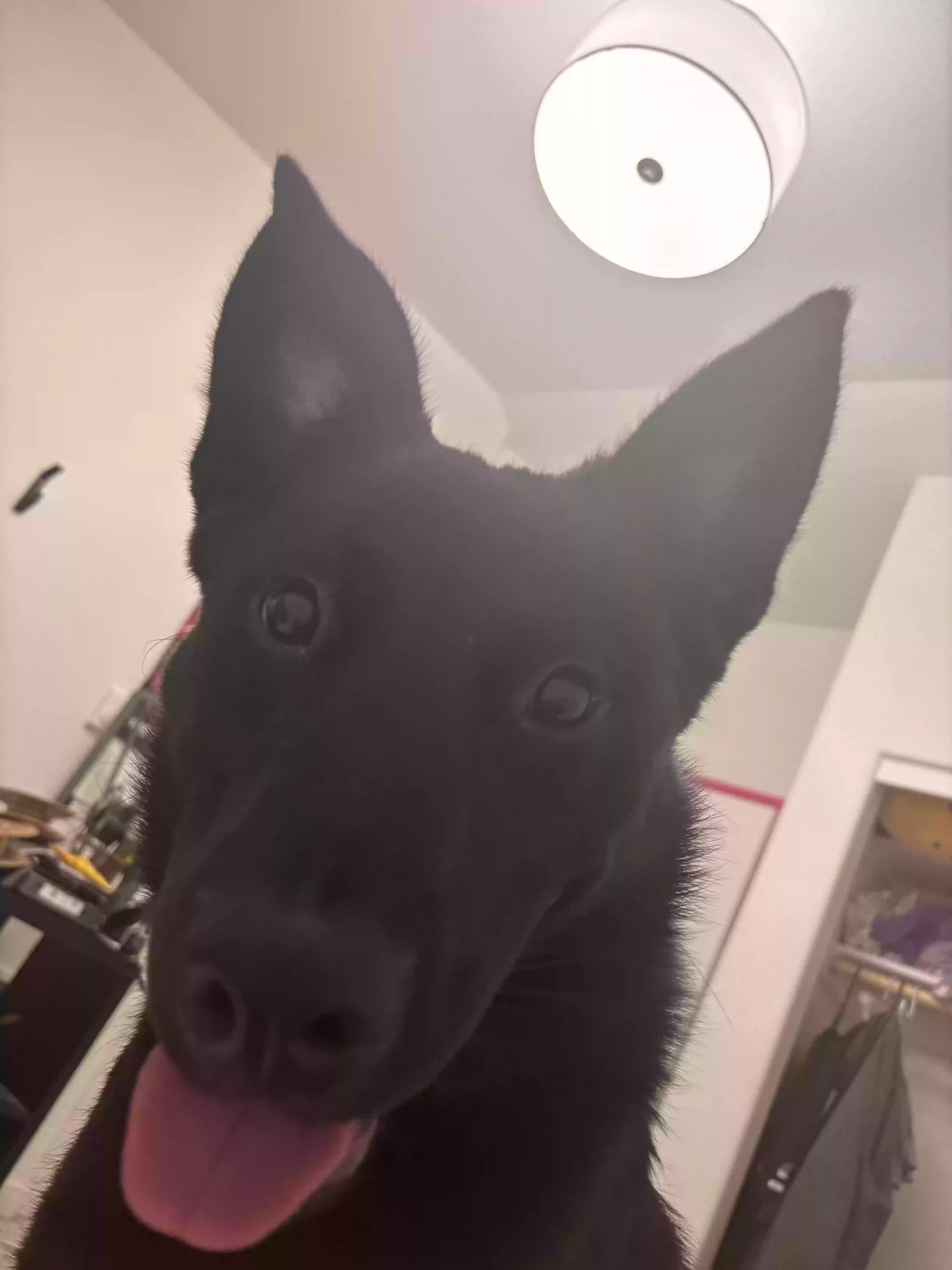 adoptable Dog in Portland,OR named King