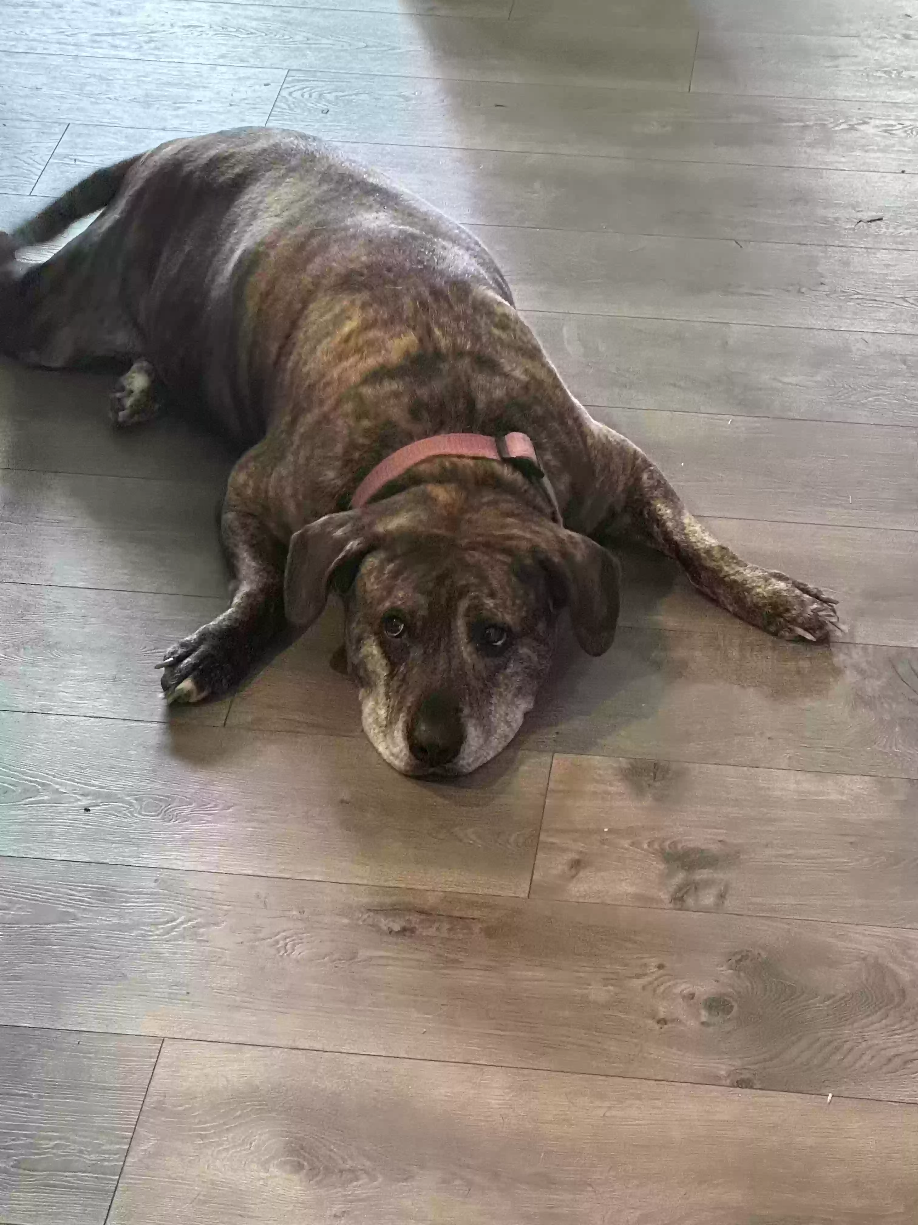 adoptable Dog in Fayetteville,NC named Tigger