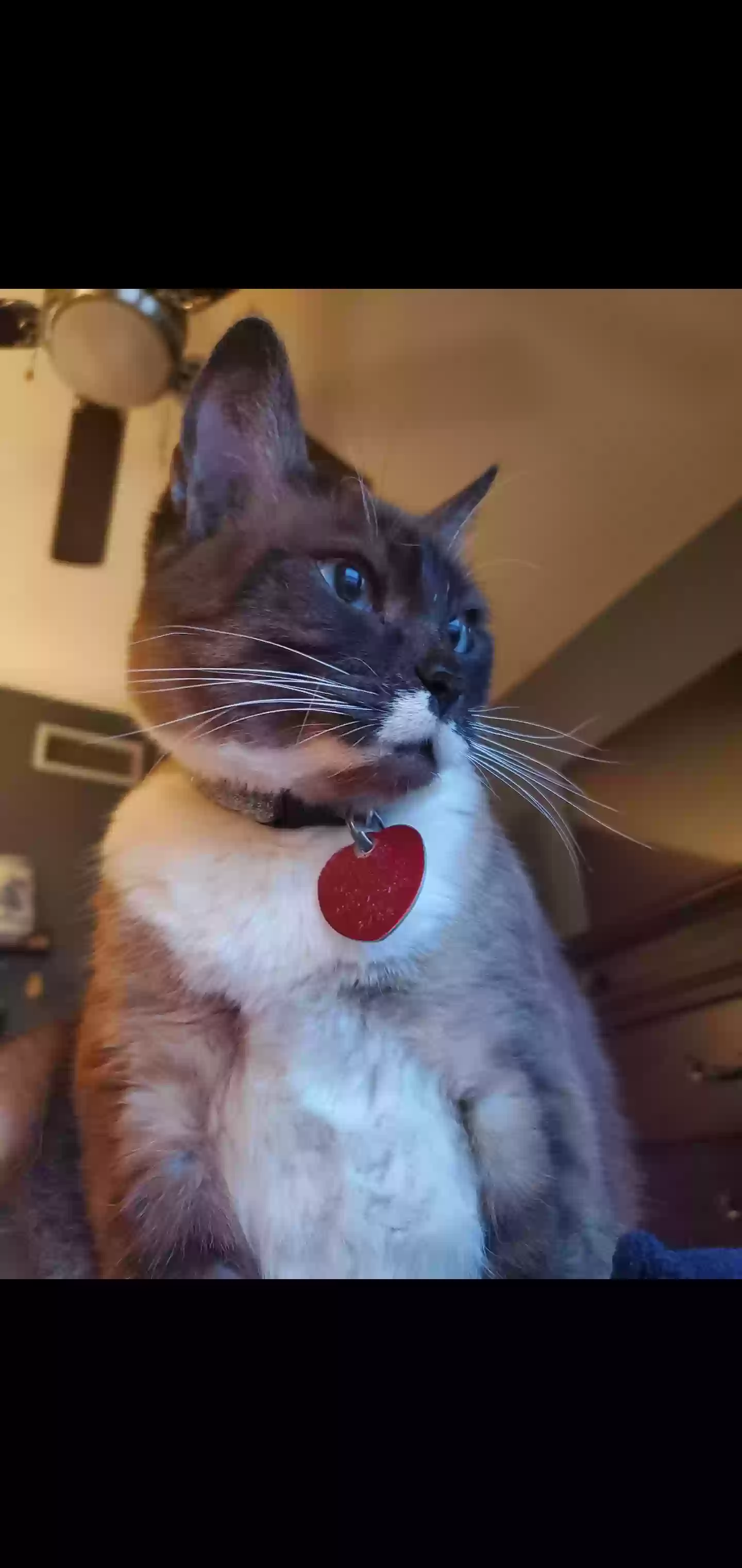 adoptable Cat in Dallas,TX named Mei Ling