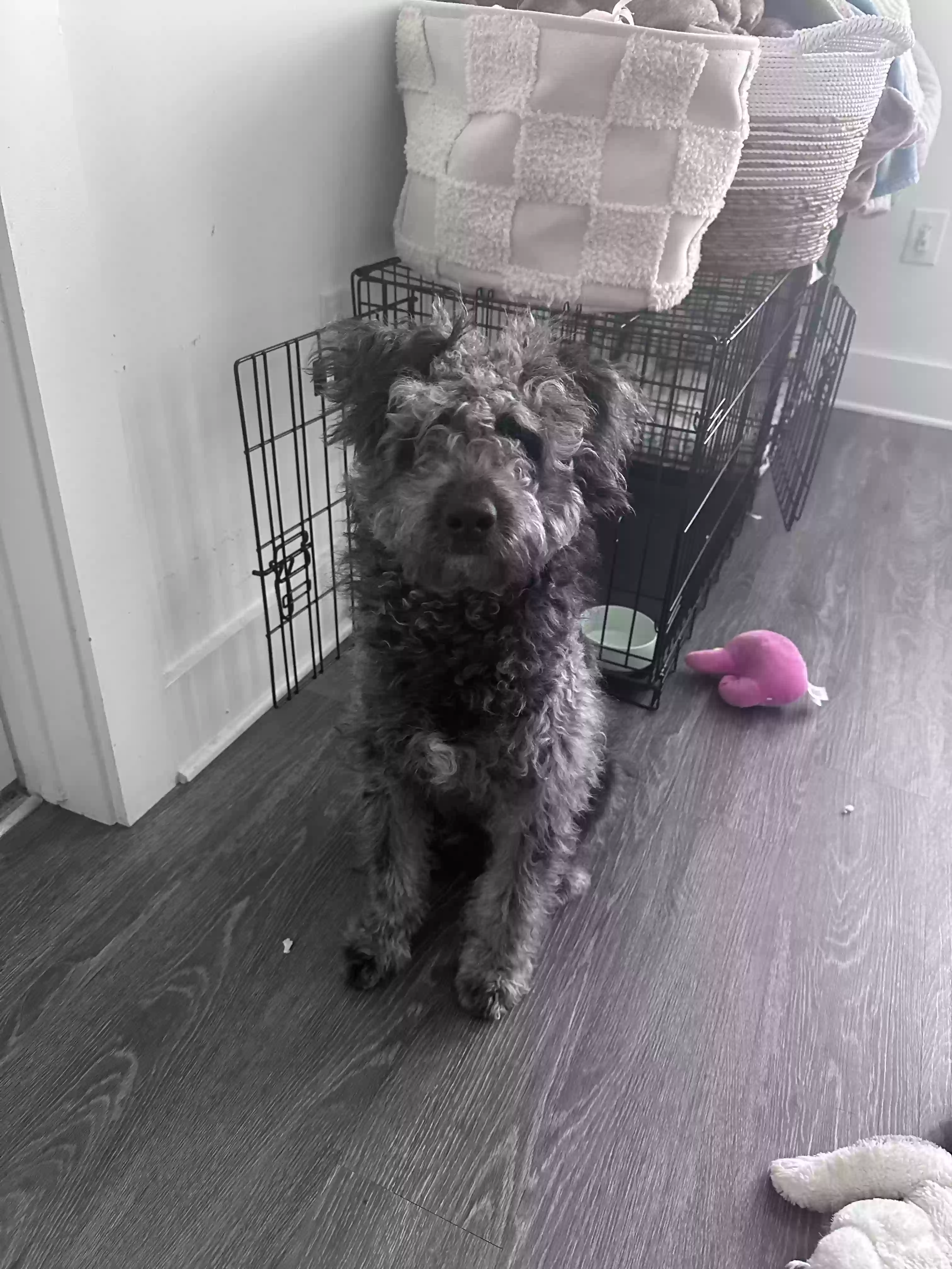 adoptable Dog in Atlanta,GA named Ace