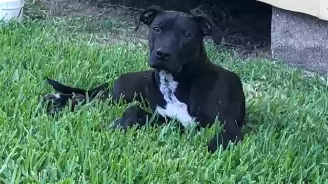 adoptable Dog in Houston,TX named Frances Foote