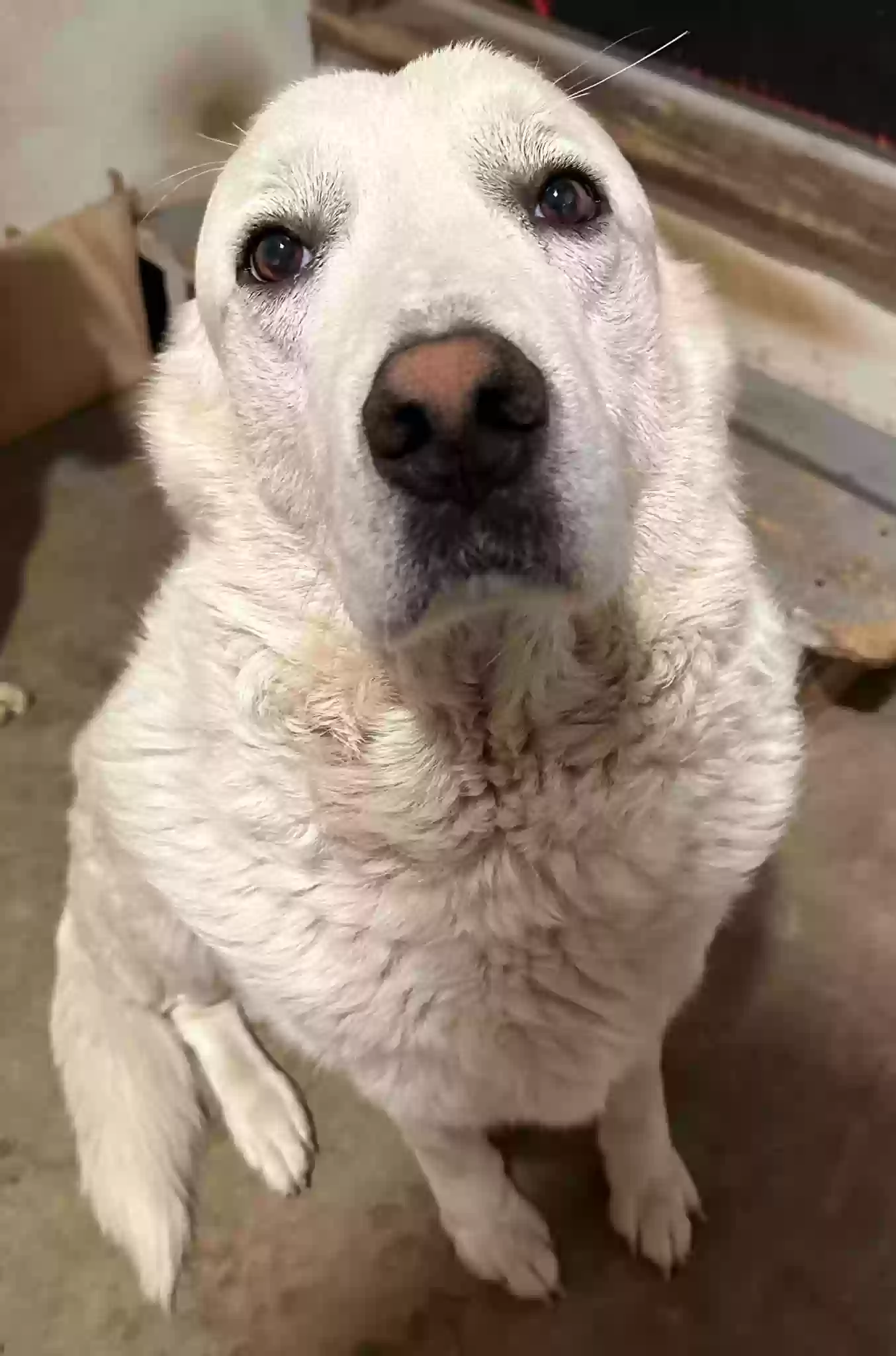 adoptable Dog in Rossville,GA named Polar