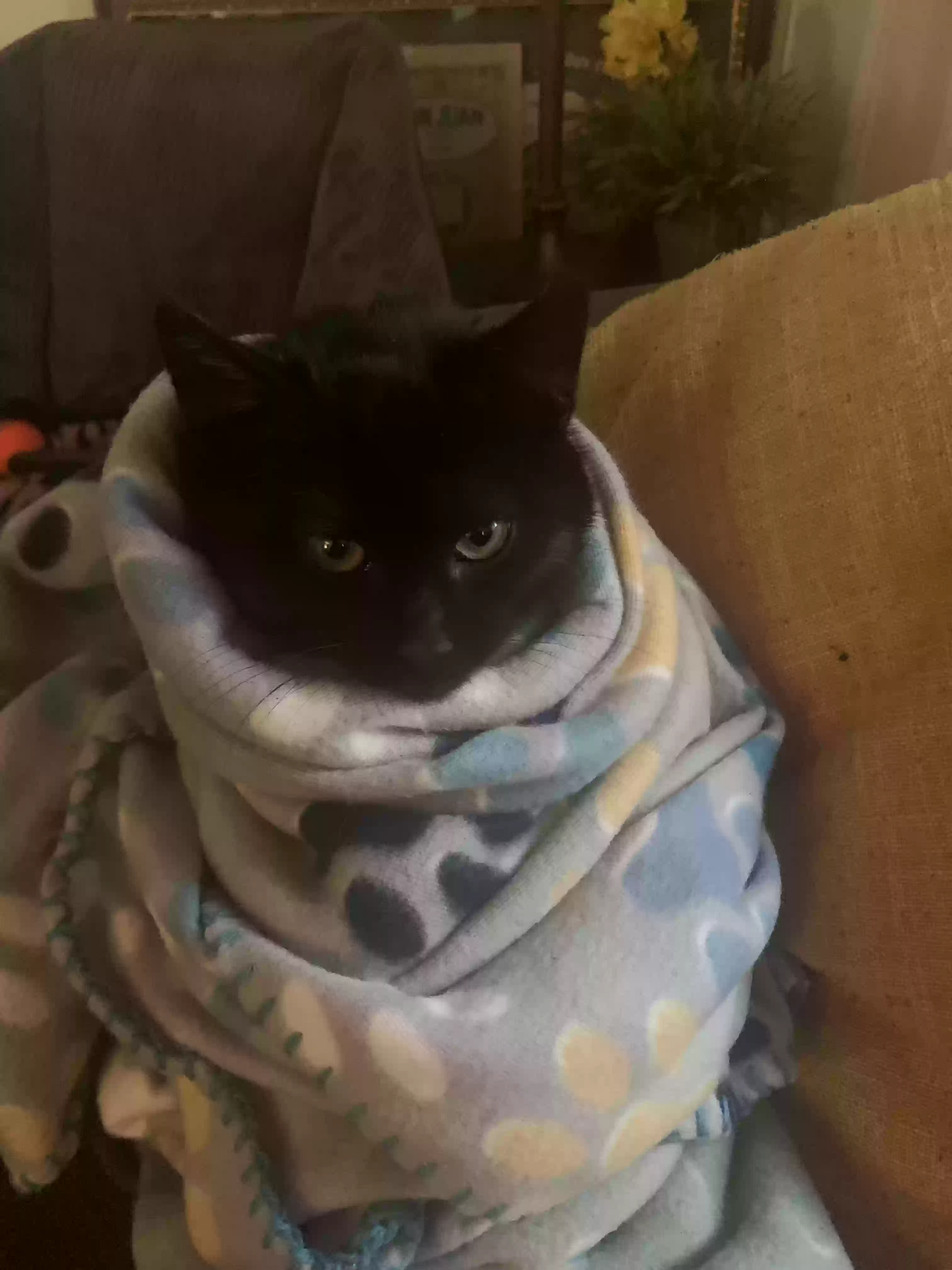 adoptable Cat in Storrs Mansfield,CT named Nadia