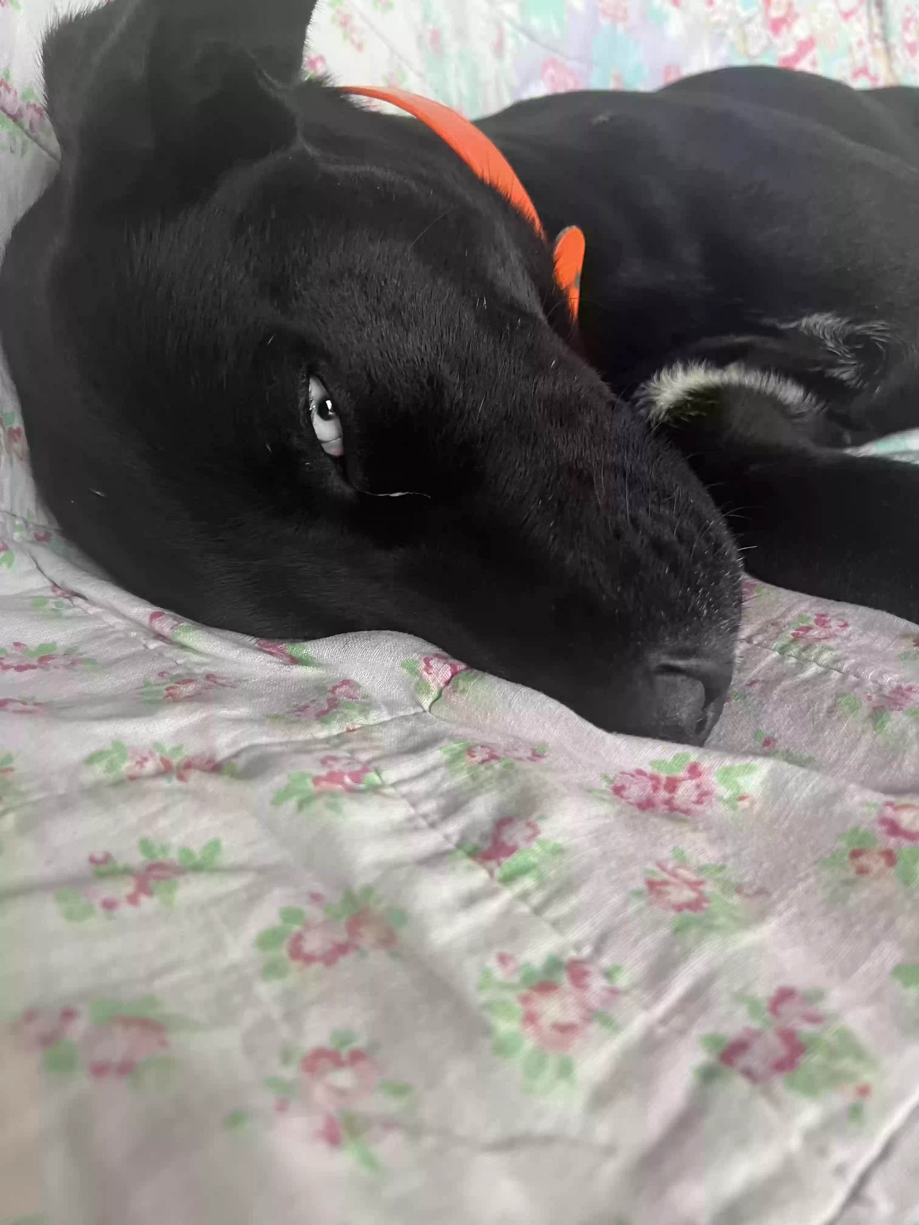 adoptable Dog in Marble City,OK named Marla