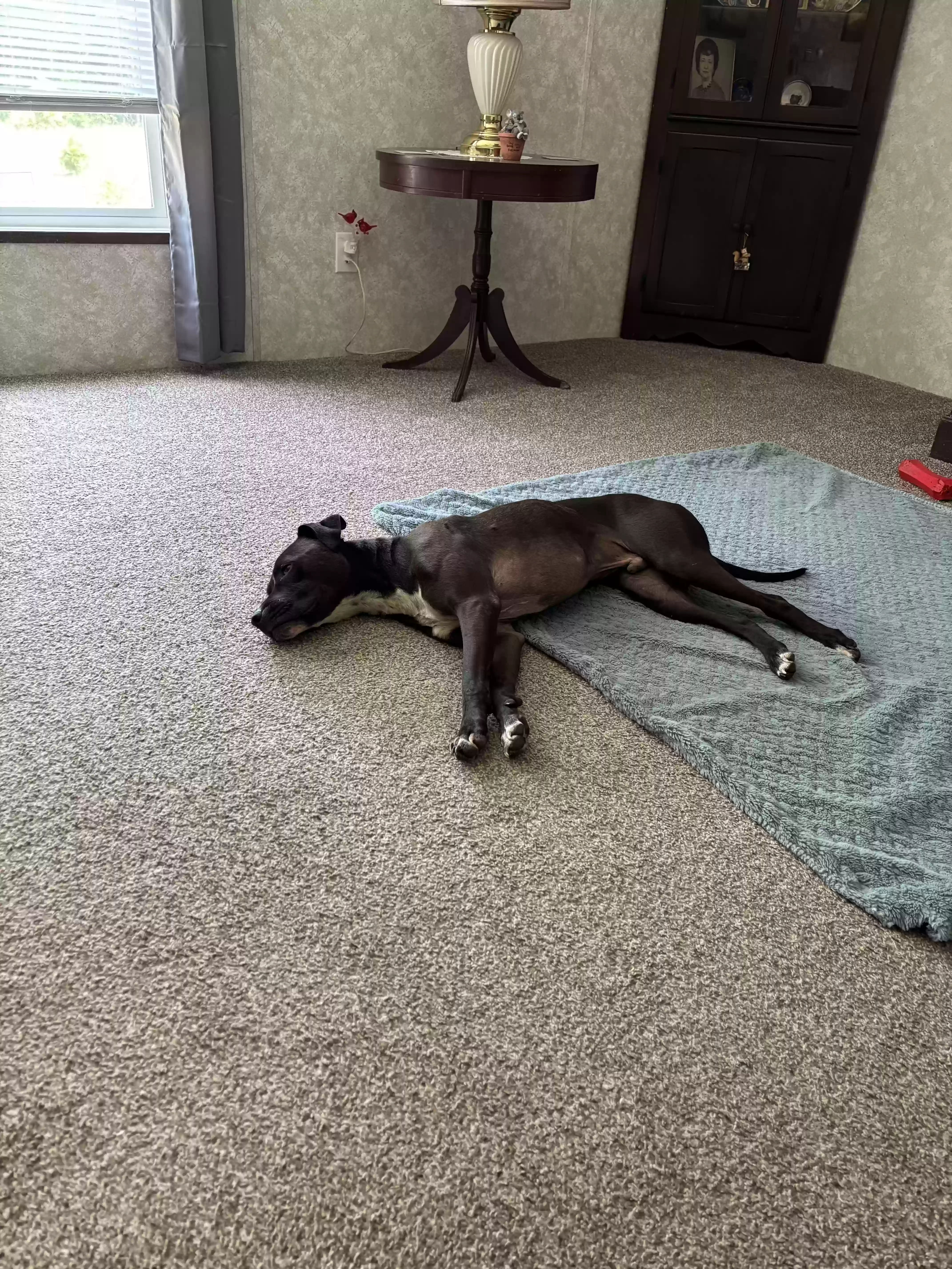 adoptable Dog in Darlington,SC named Not named yet- found on road