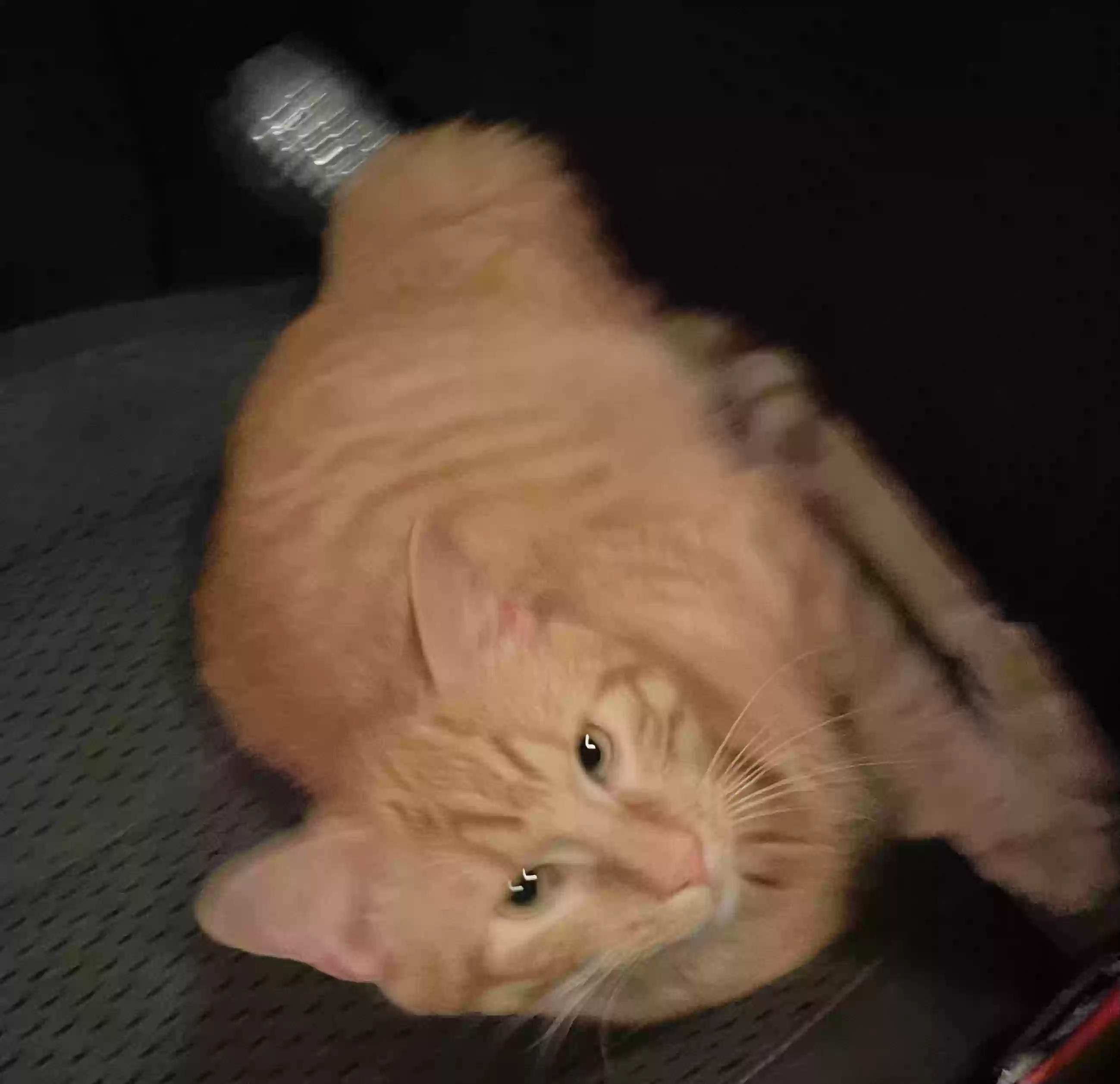 adoptable Cat in Dallas,TX named