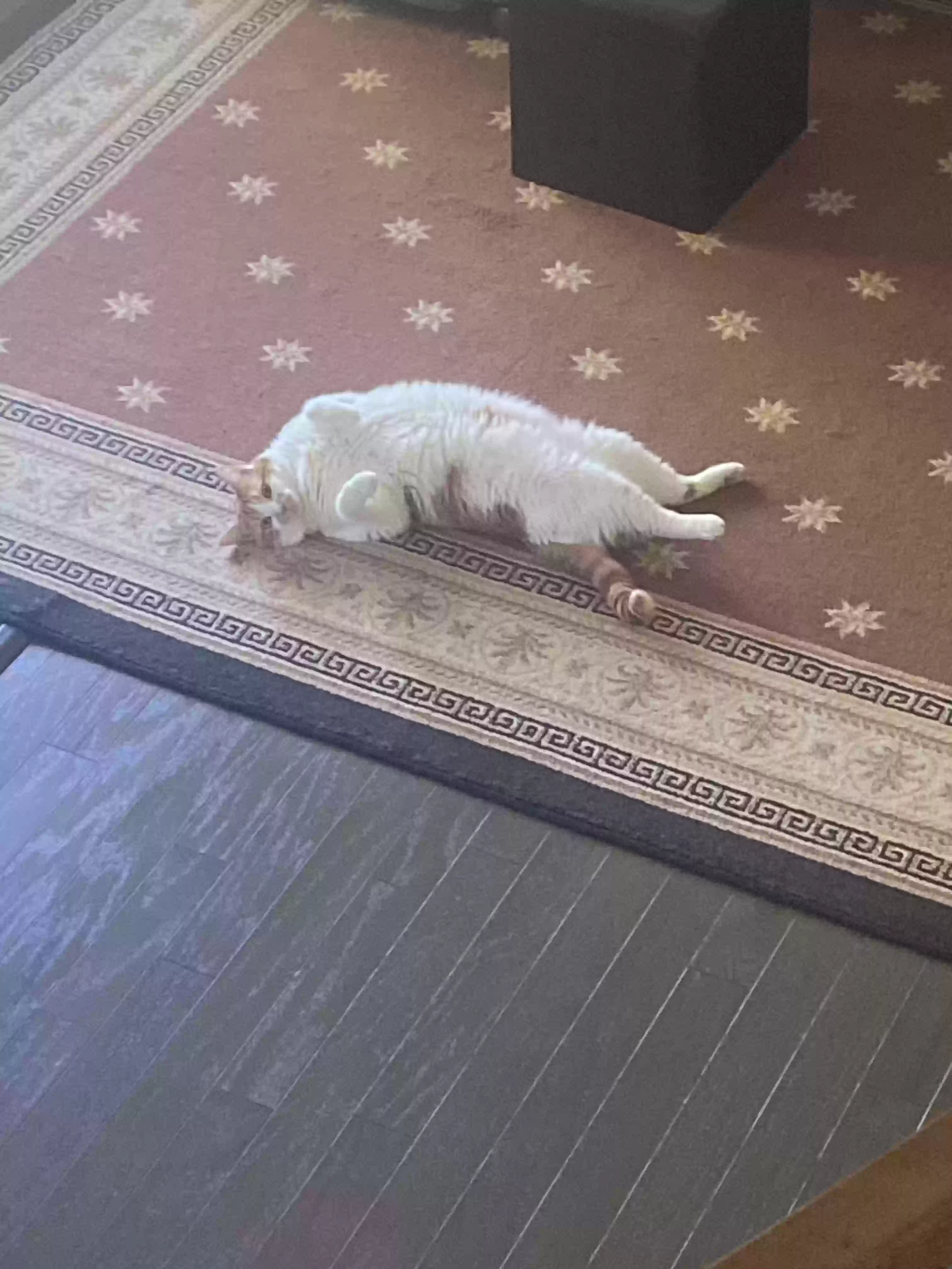 adoptable Cat in Pottstown,PA named Jaycie