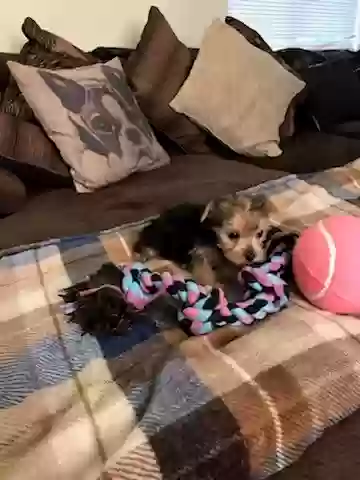adoptable Dog in Miami,FL named Chloé