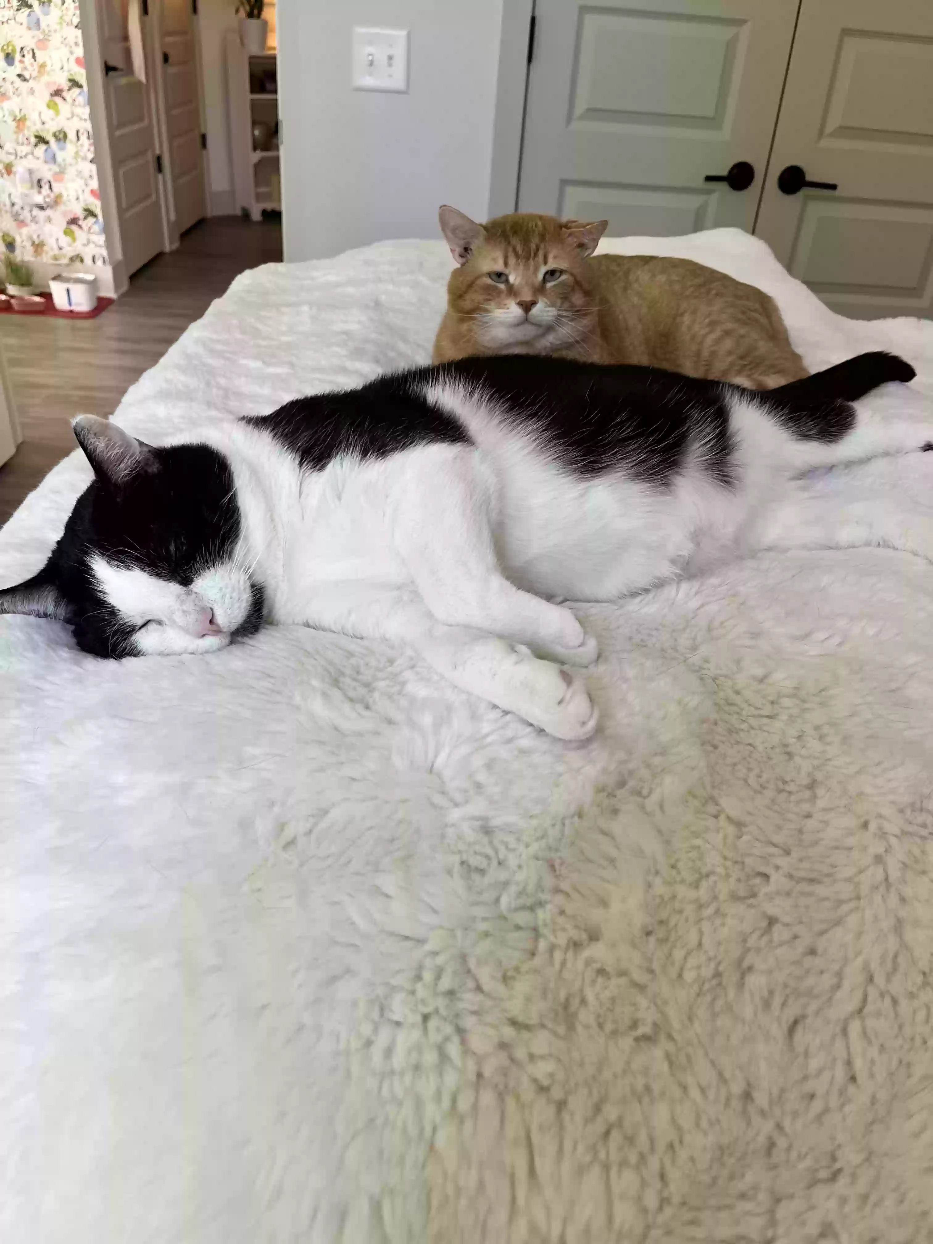 adoptable Cat in Raleigh,NC named Beaufort