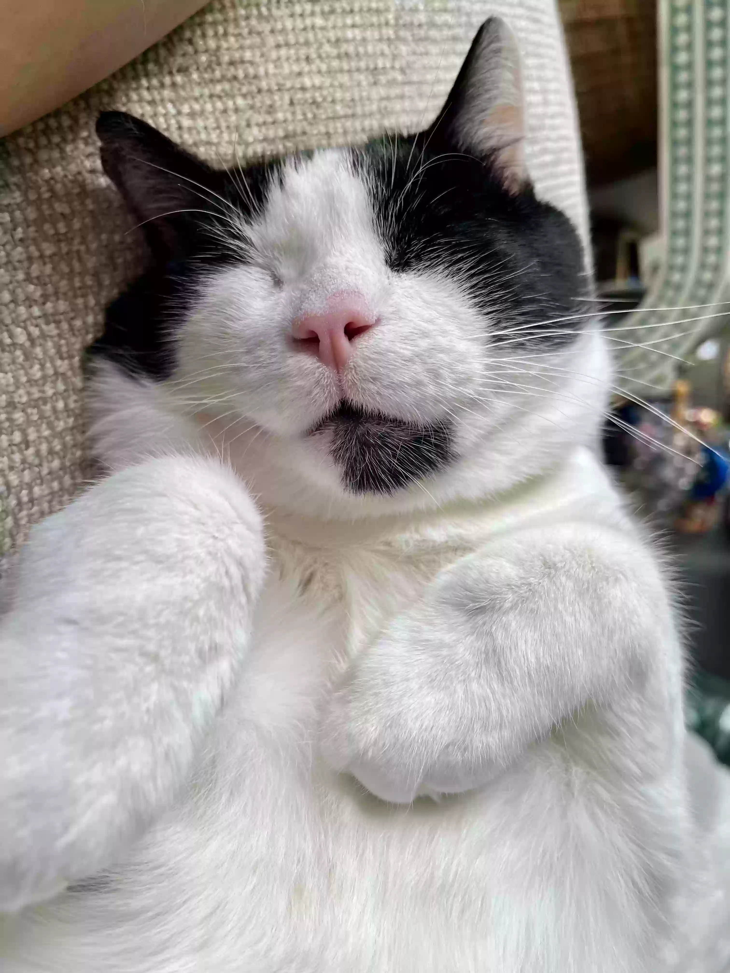 adoptable Cat in Raleigh,NC named Knoxville