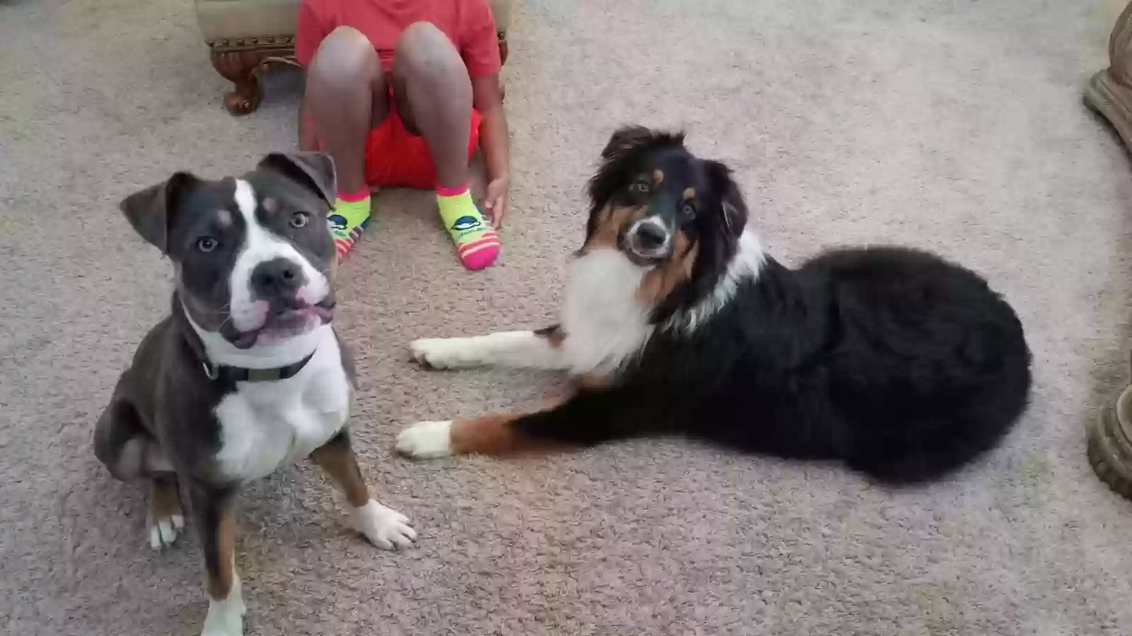 adoptable Dog in Raleigh,NC named Lacie