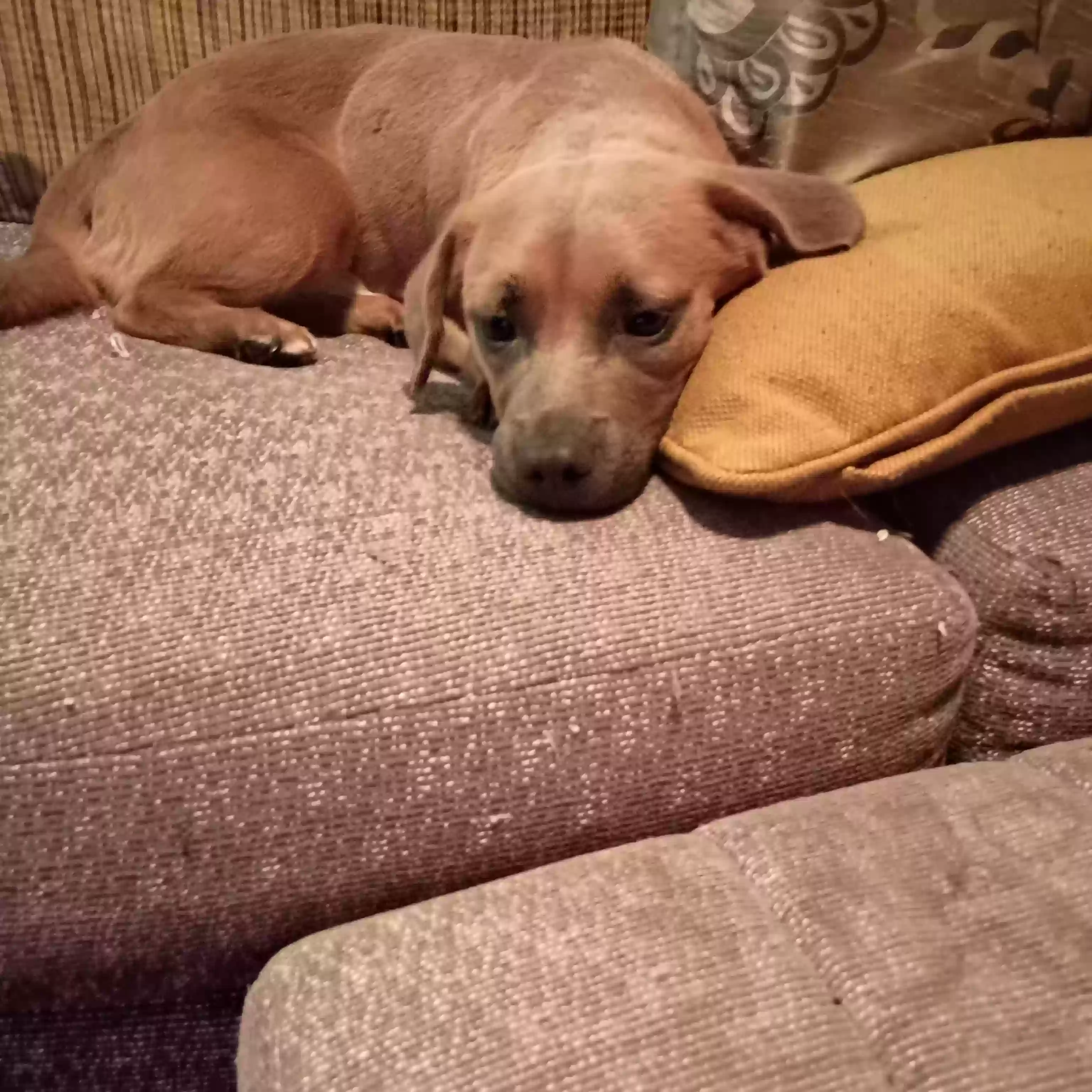 adoptable Dog in Atlanta,GA named Little Momma,Big Momma,Icy, and PJ