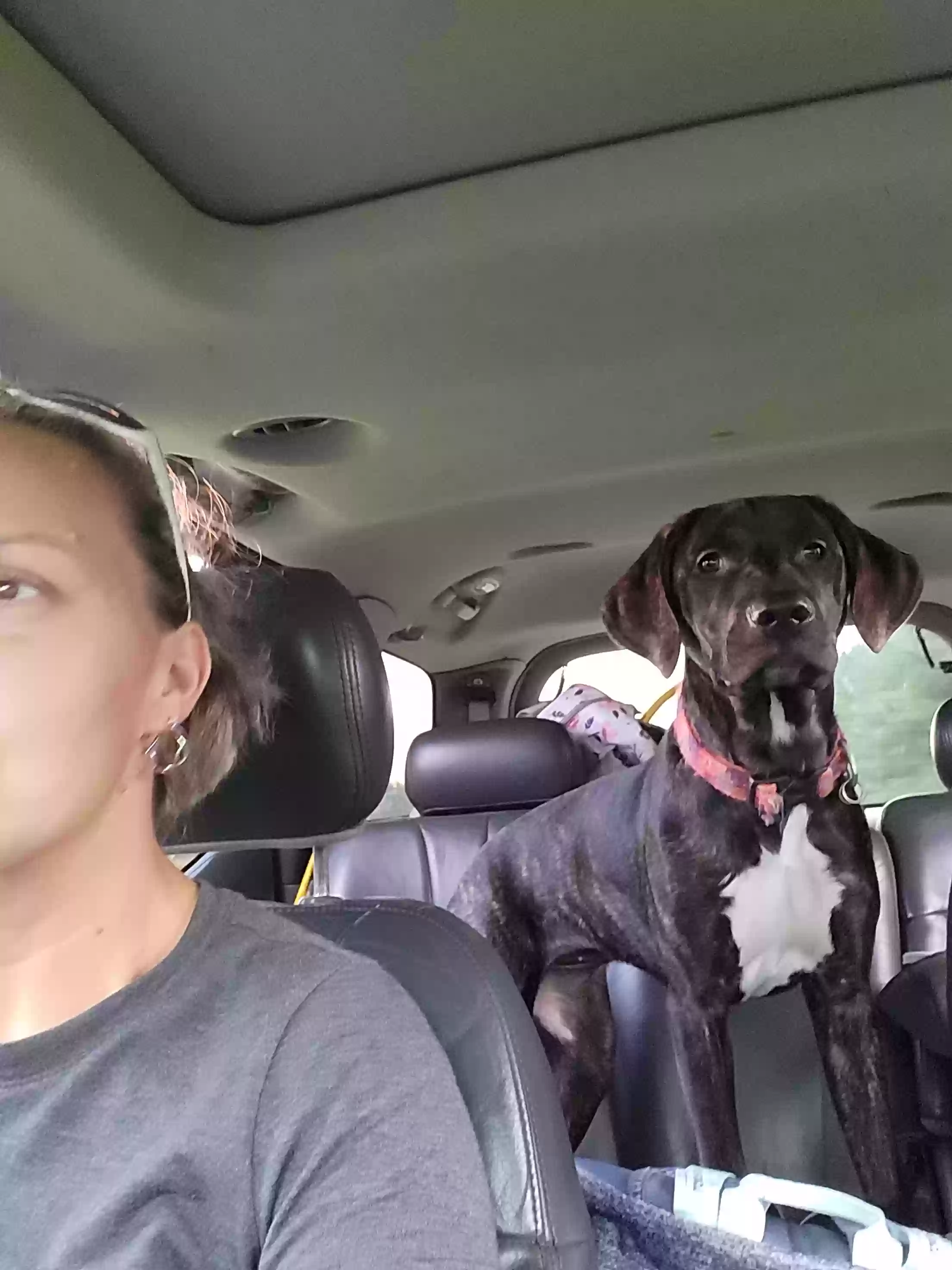 adoptable Dog in Milford,DE named Nala Mae