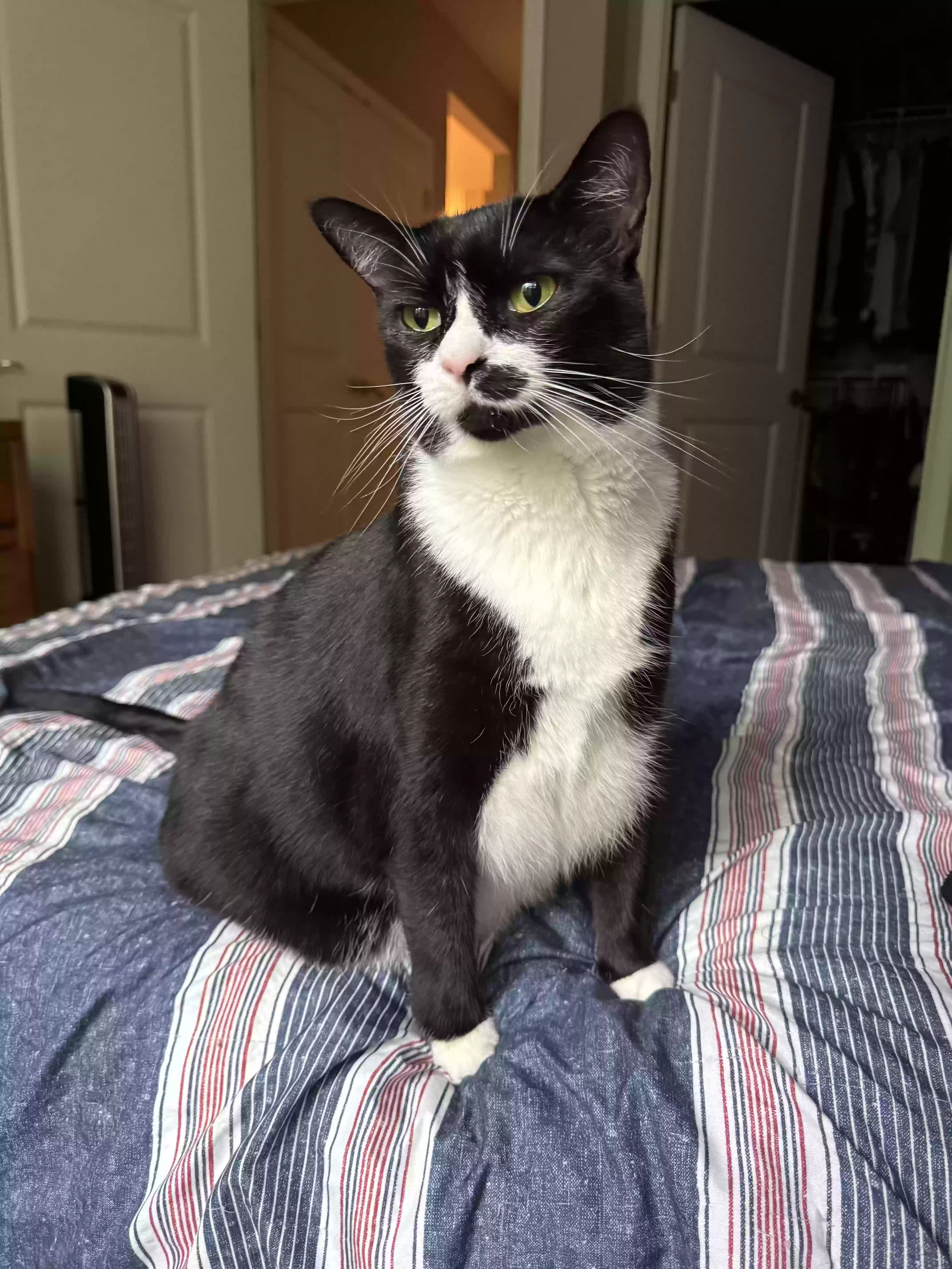 adoptable Cat in Atlanta,GA named kira