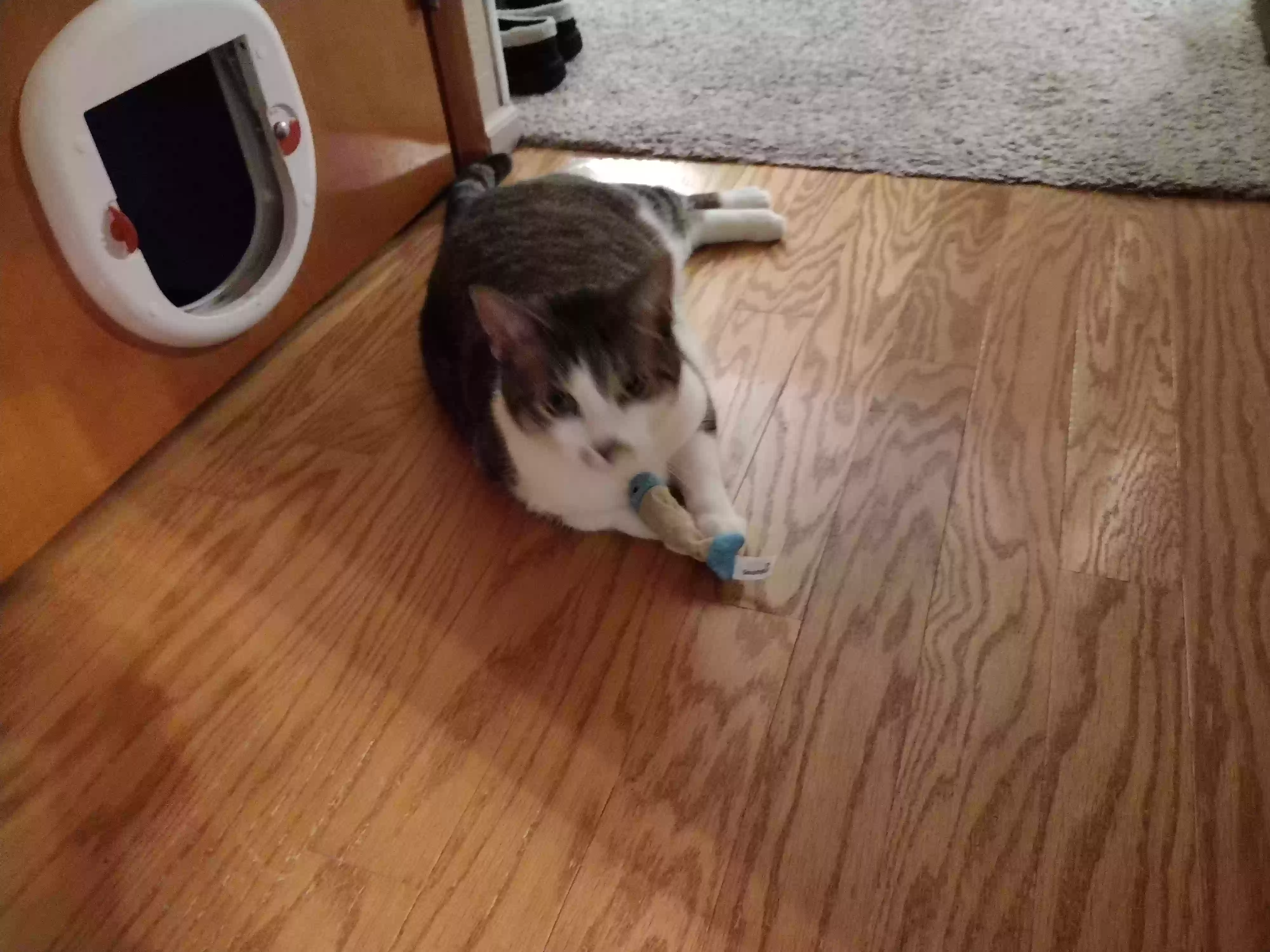 adoptable Cat in Adena,OH named JJ