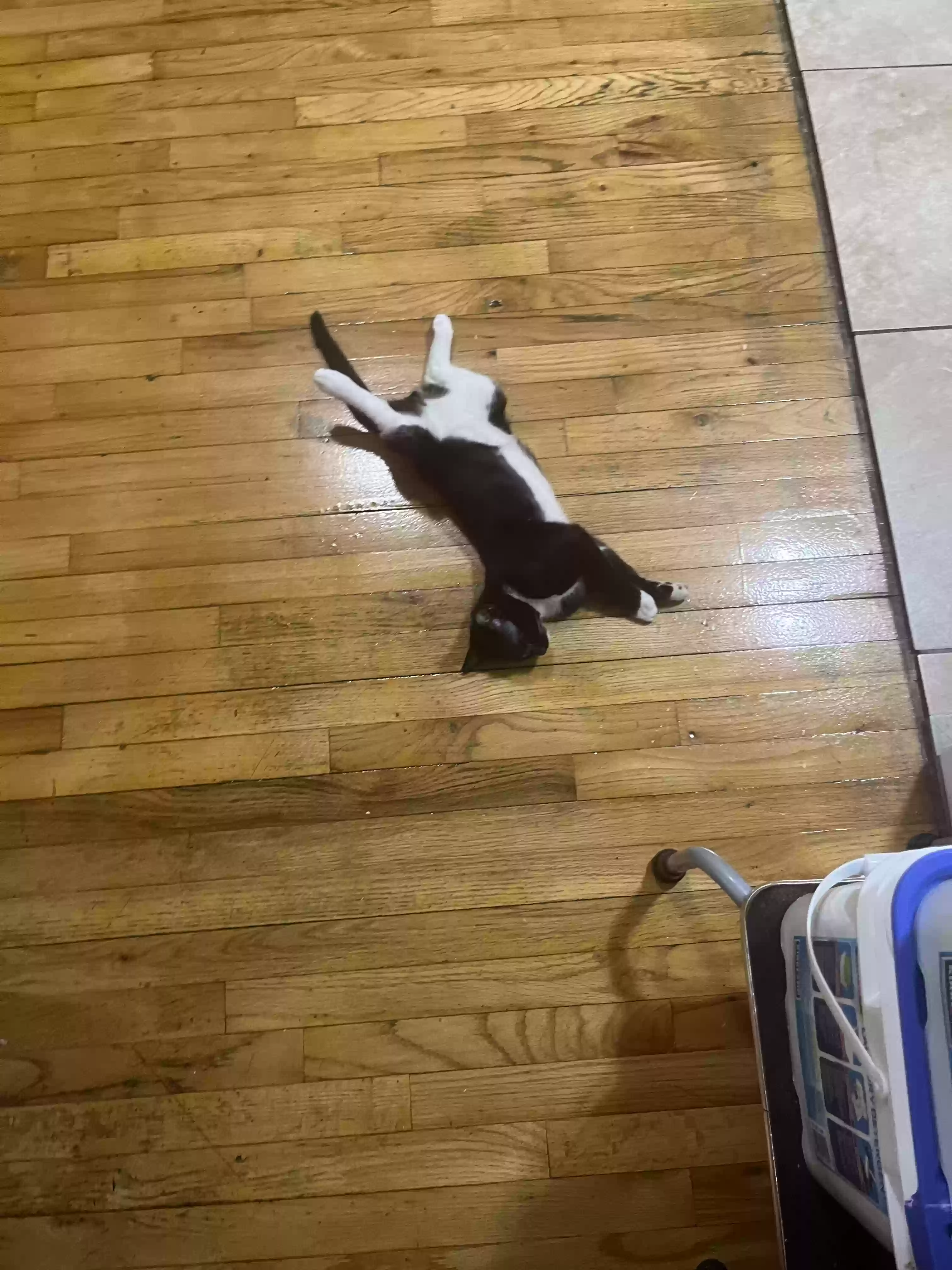 adoptable Cat in Brooklyn,NY named Bingo