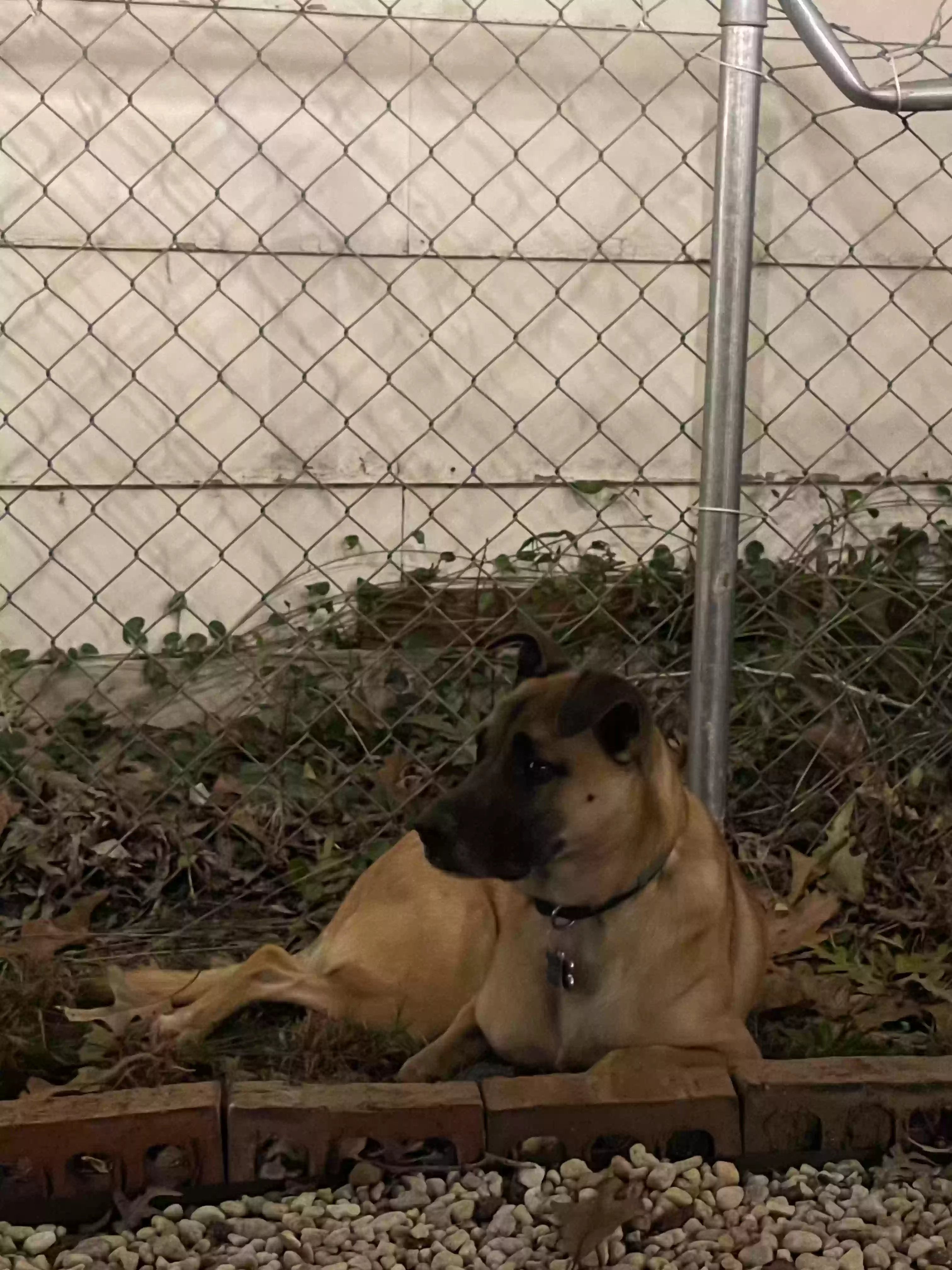 adoptable Dog in Nebo,NC named Aho