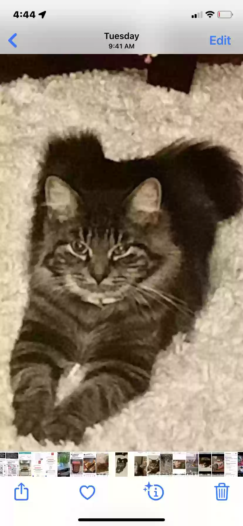 adoptable Cat in Flint,MI named Harley
