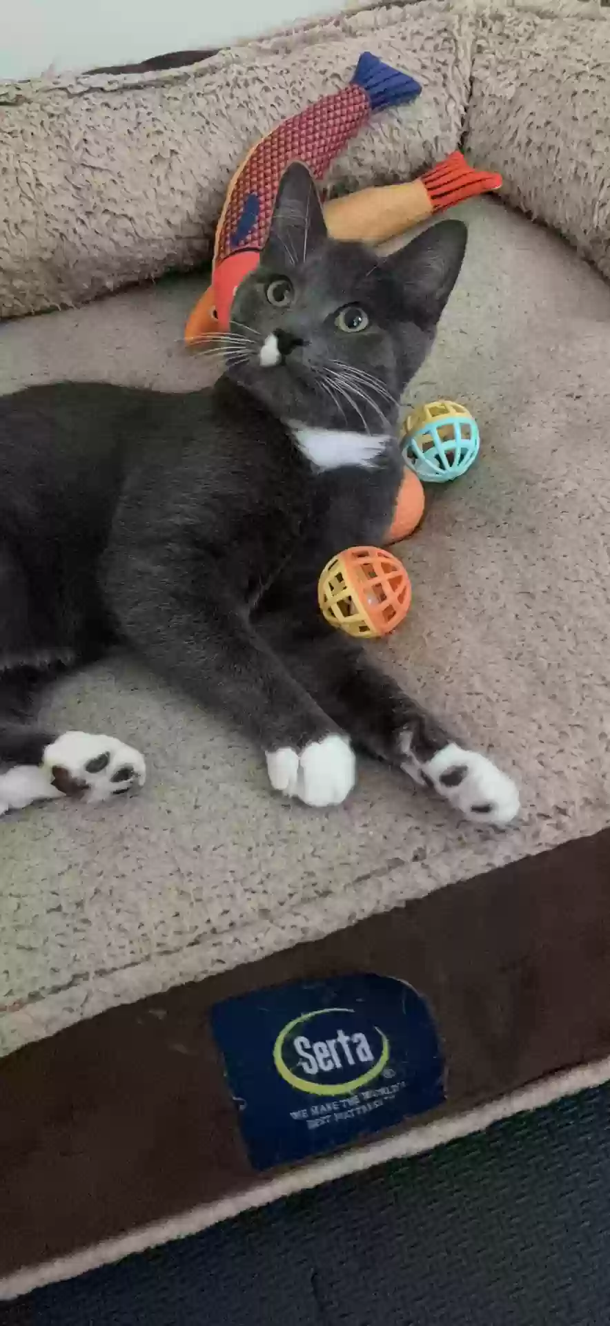 adoptable Cat in Clinton,MD named Norman