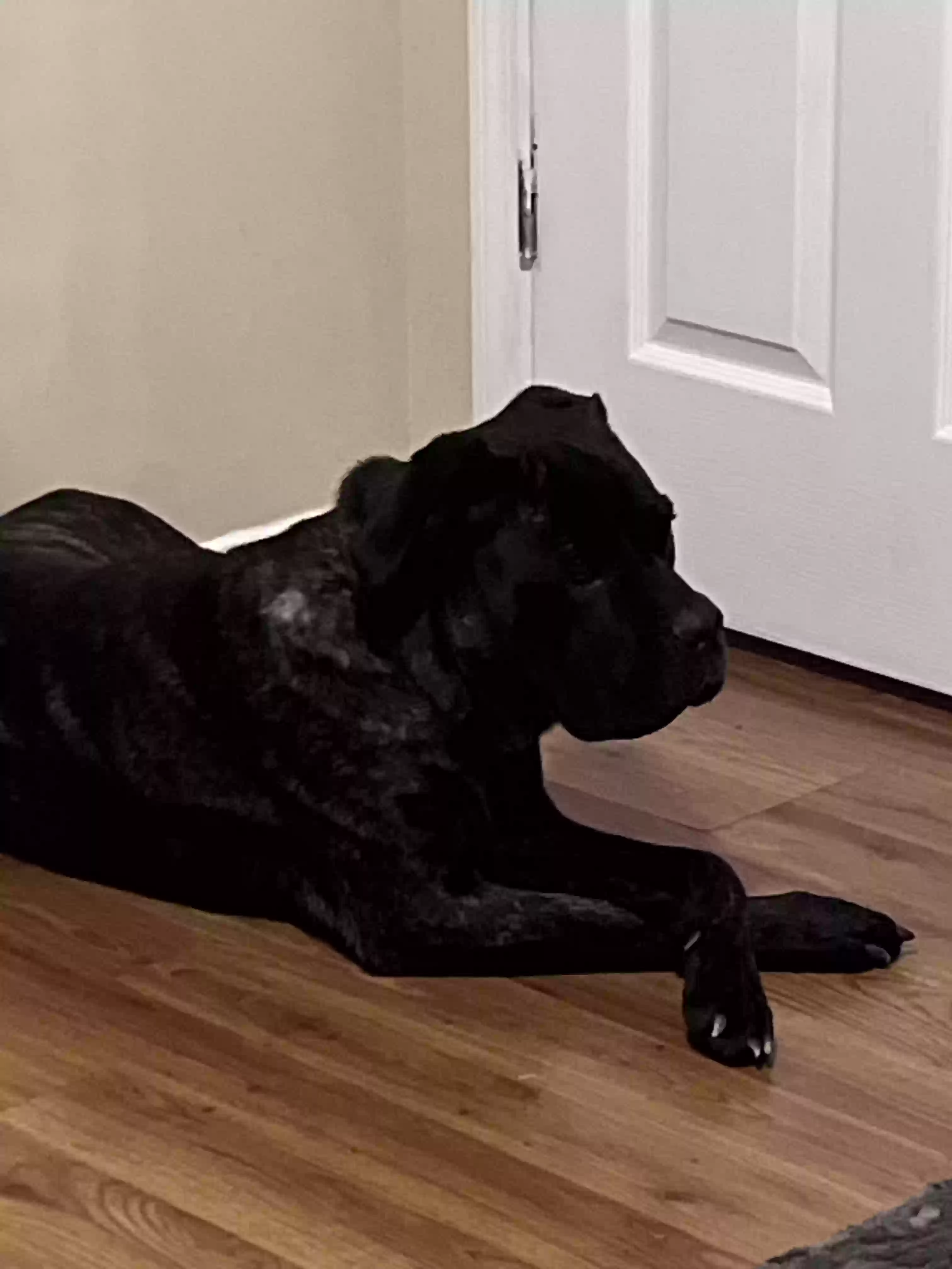 adoptable Dog in Warner Robins,GA named Big girl