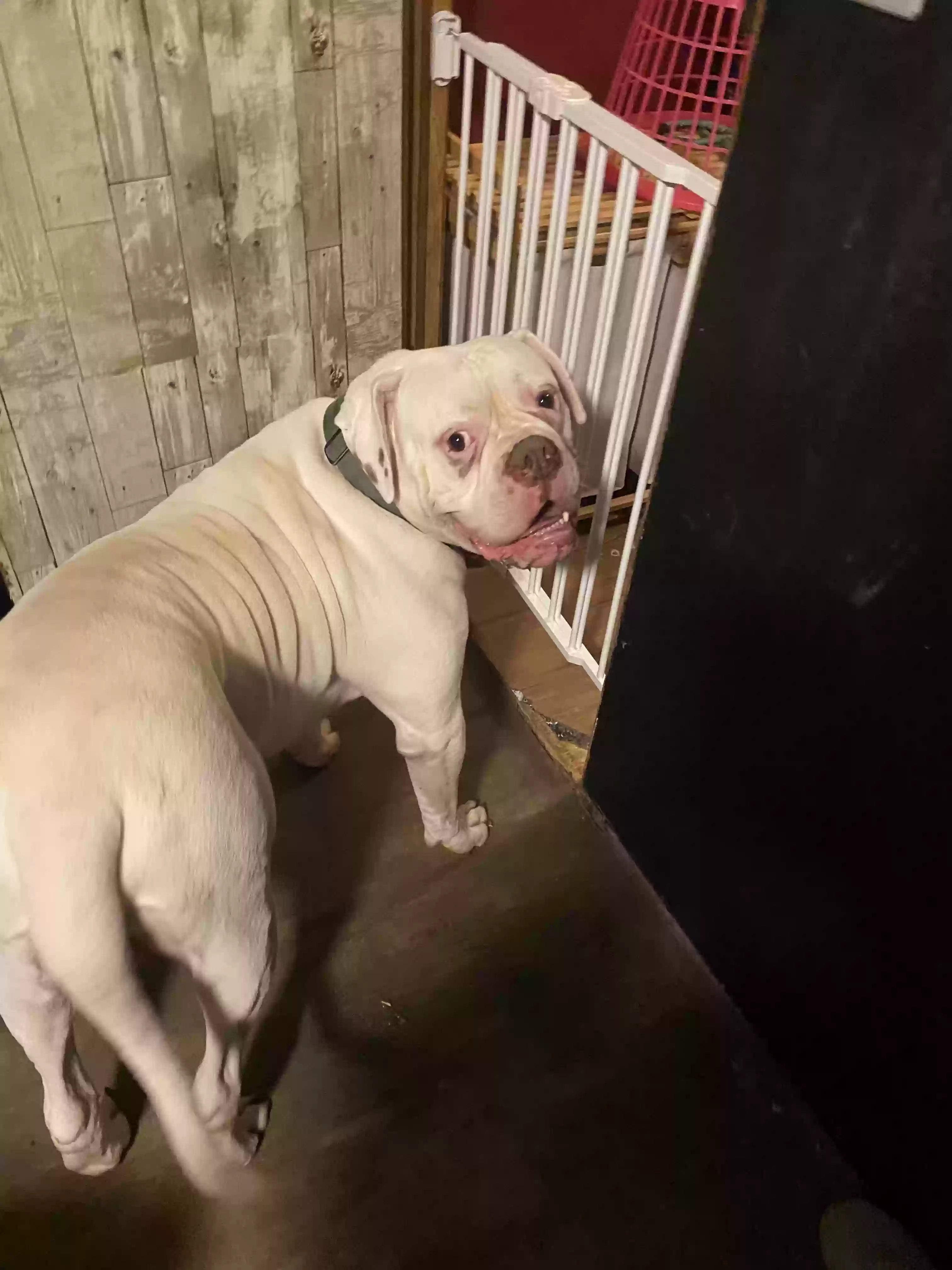 adoptable Dog in Pocahontas,AR named Brandon