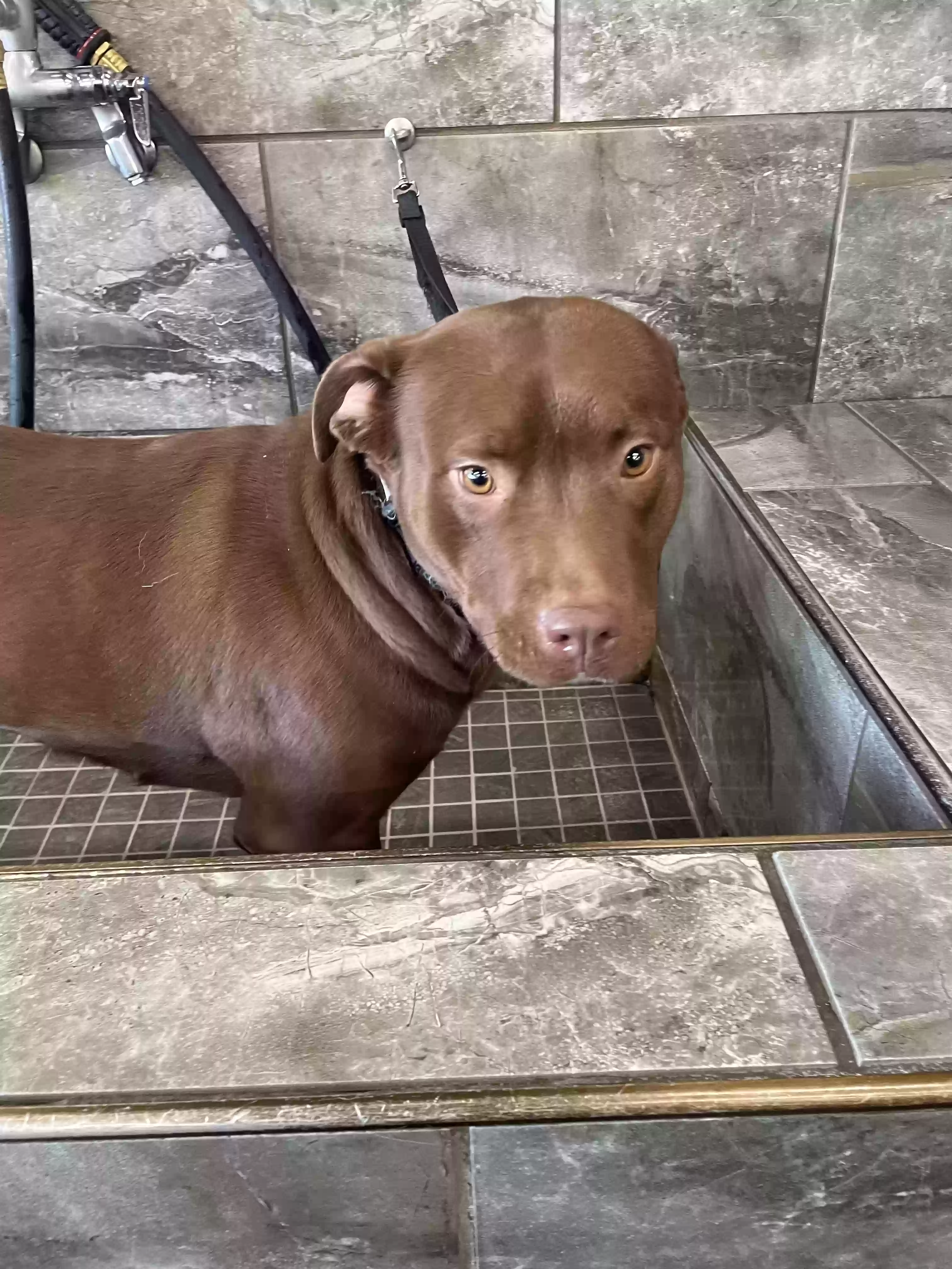 adoptable Dog in Hampton,GA named Zoey Zariah
