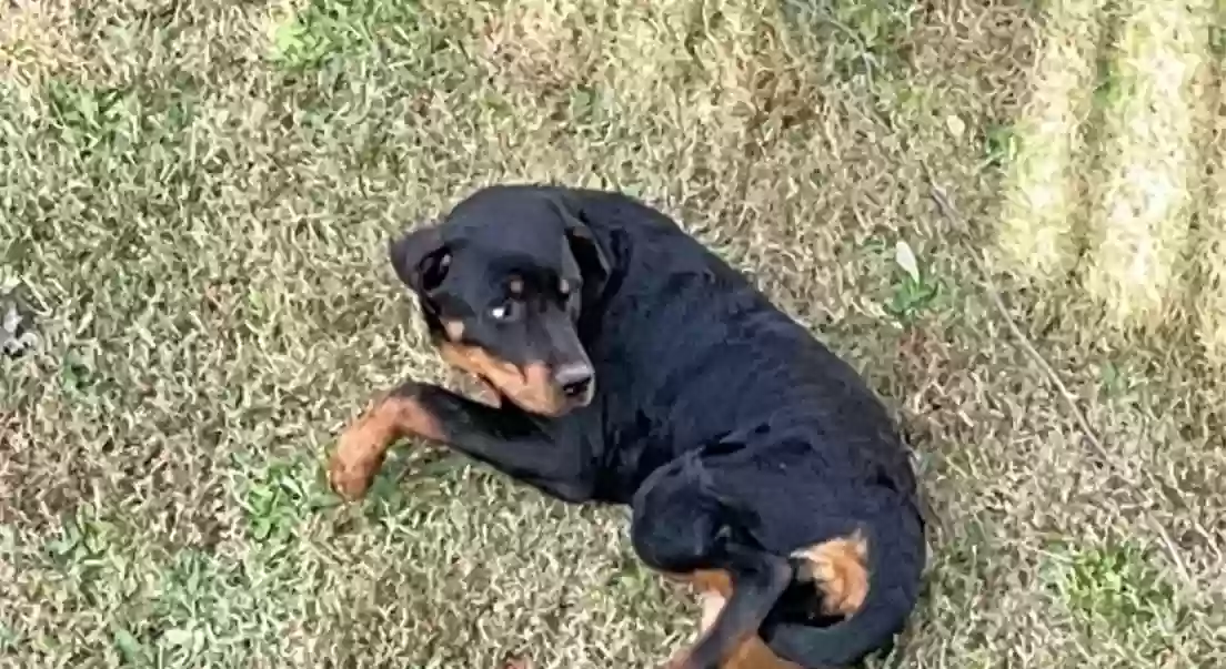 adoptable Dog in Hampton,GA named Pebbles