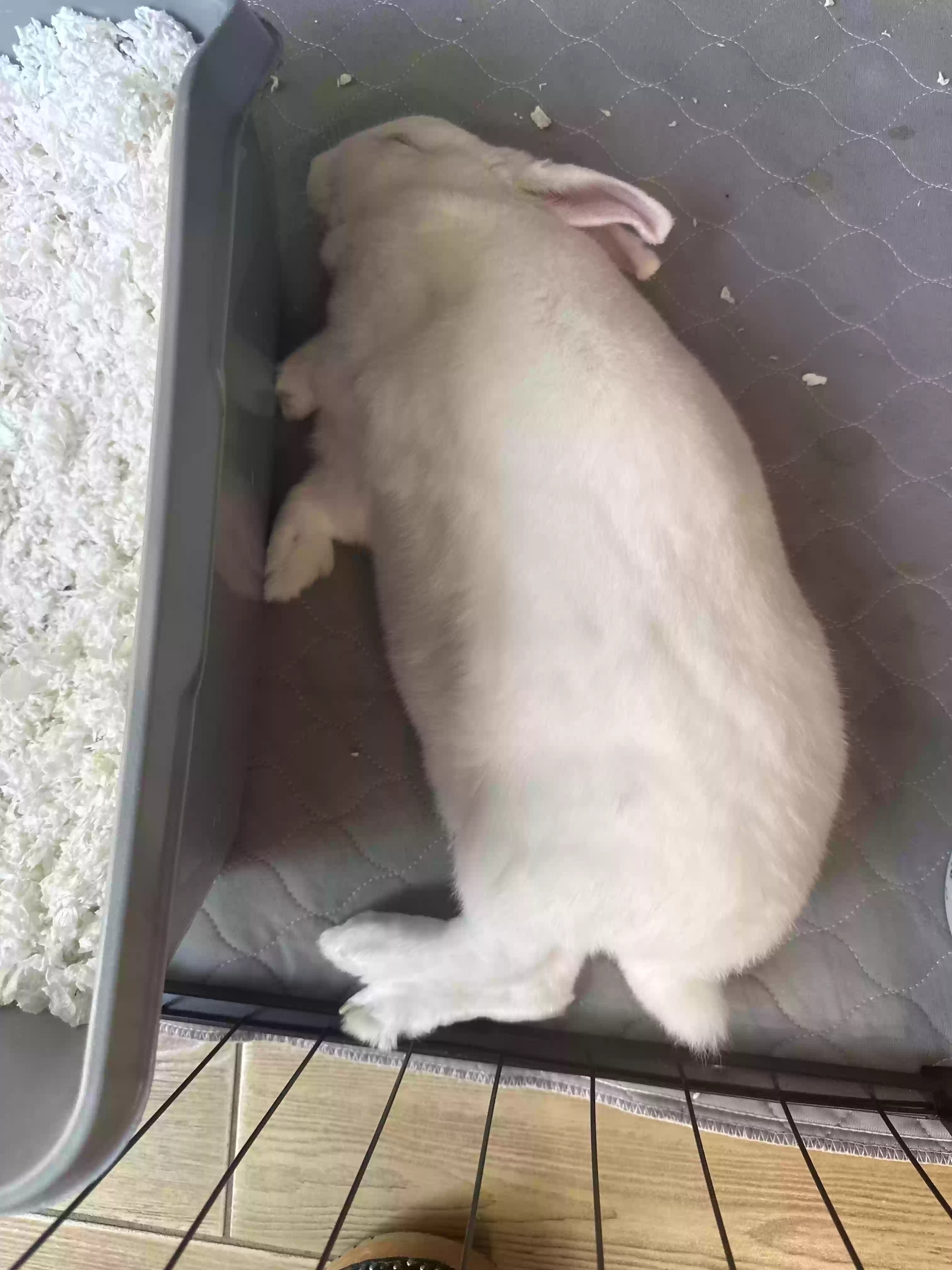 adoptable in Valencia,CA named Ethenia