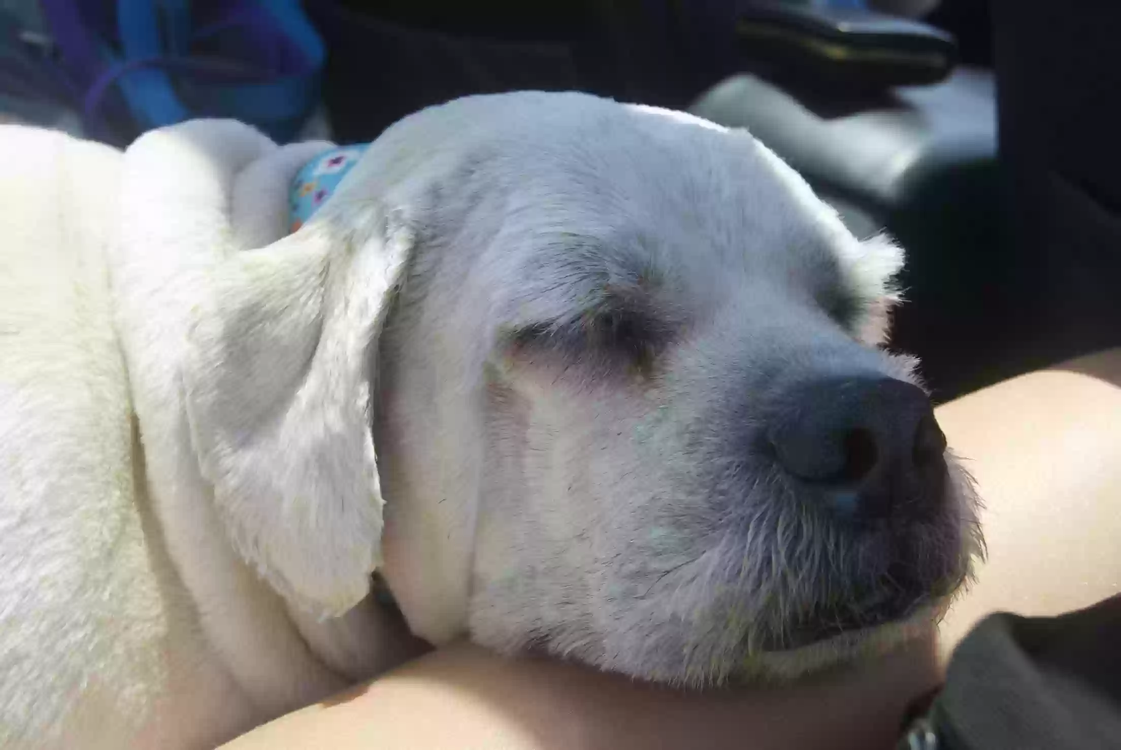 adoptable Dog in Bremerton,WA named Titan