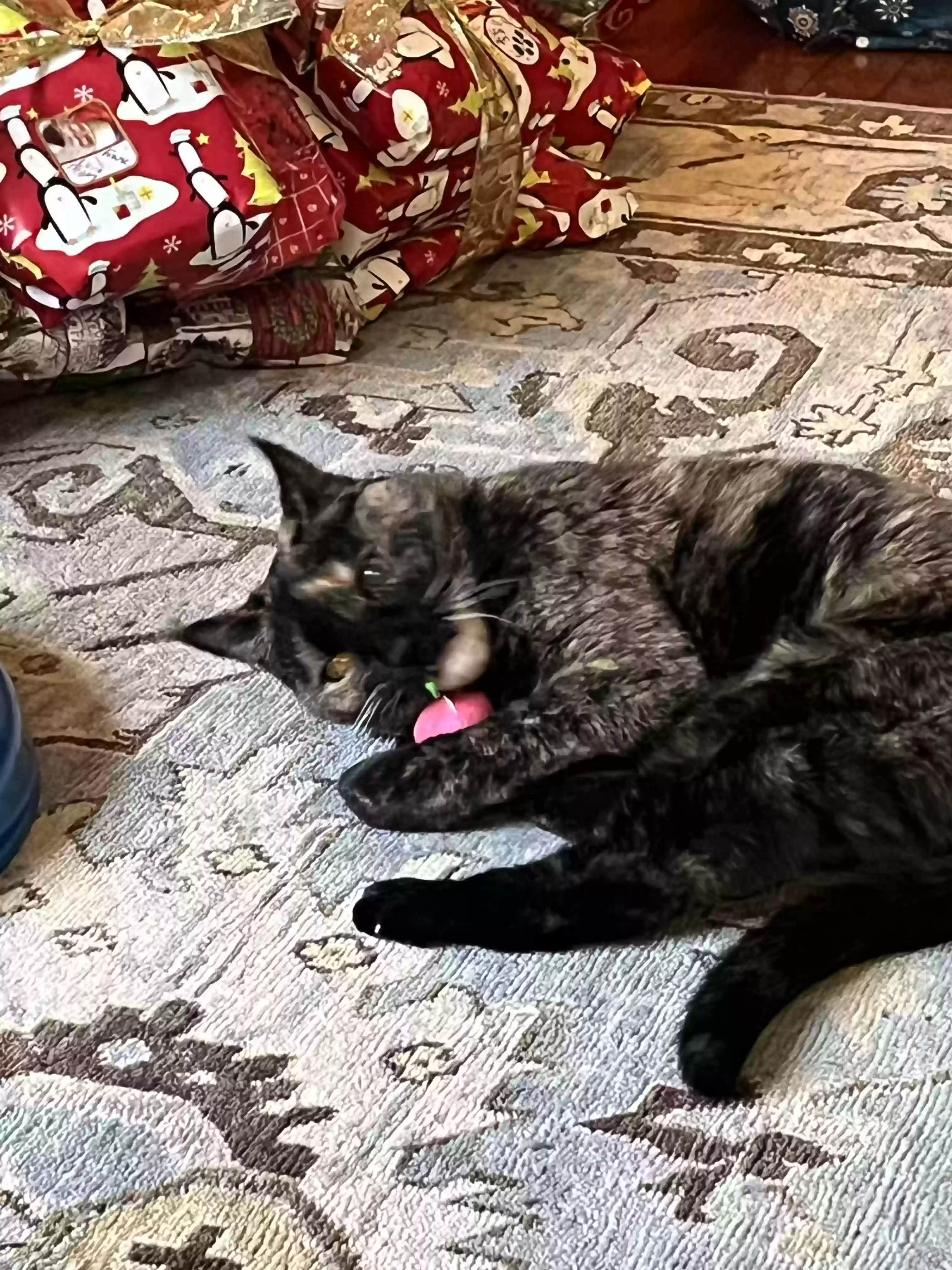 adoptable Cat in Winchester,VA named Gabby