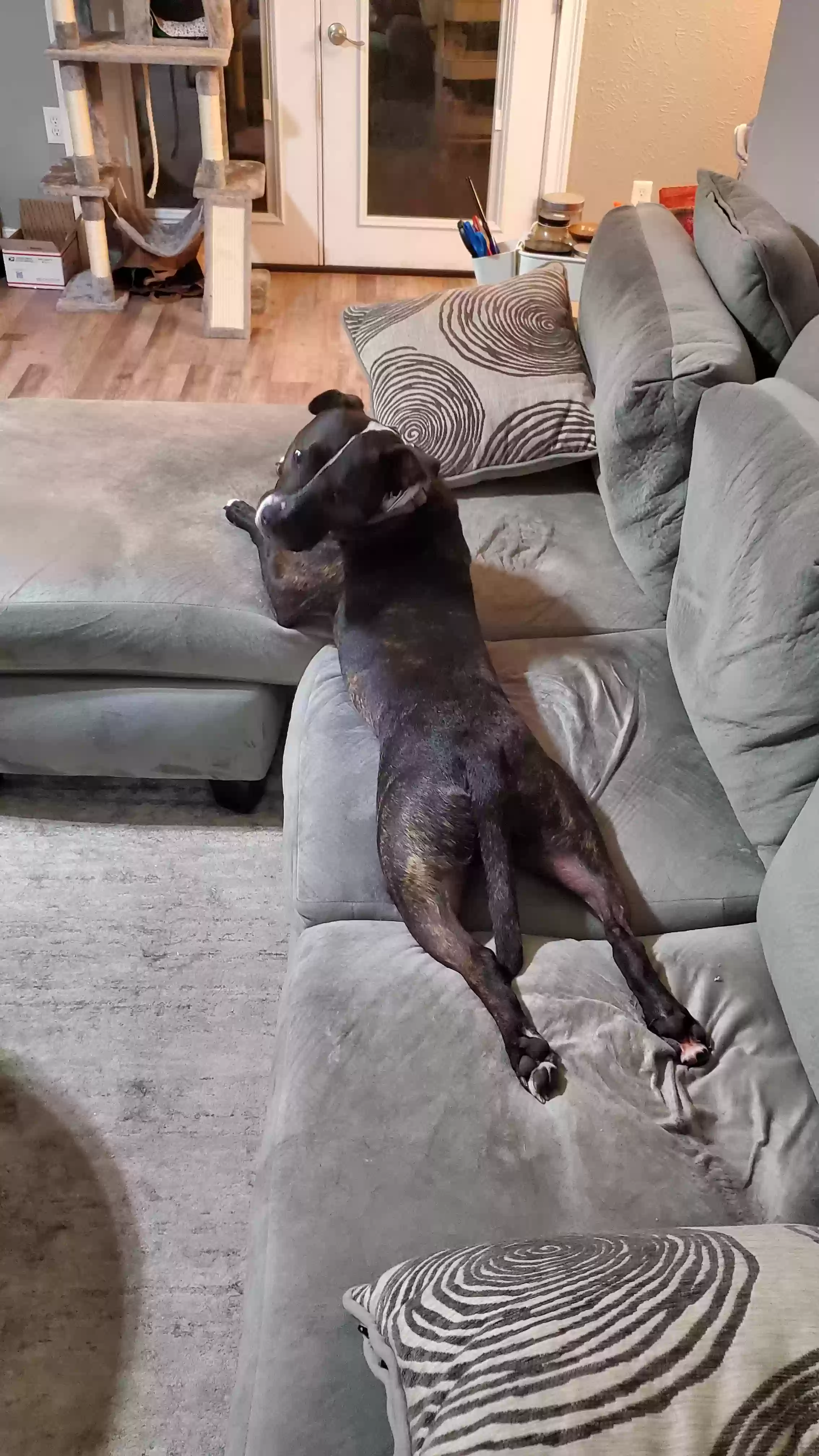 adoptable Dog in Fort Worth,TX named Phil