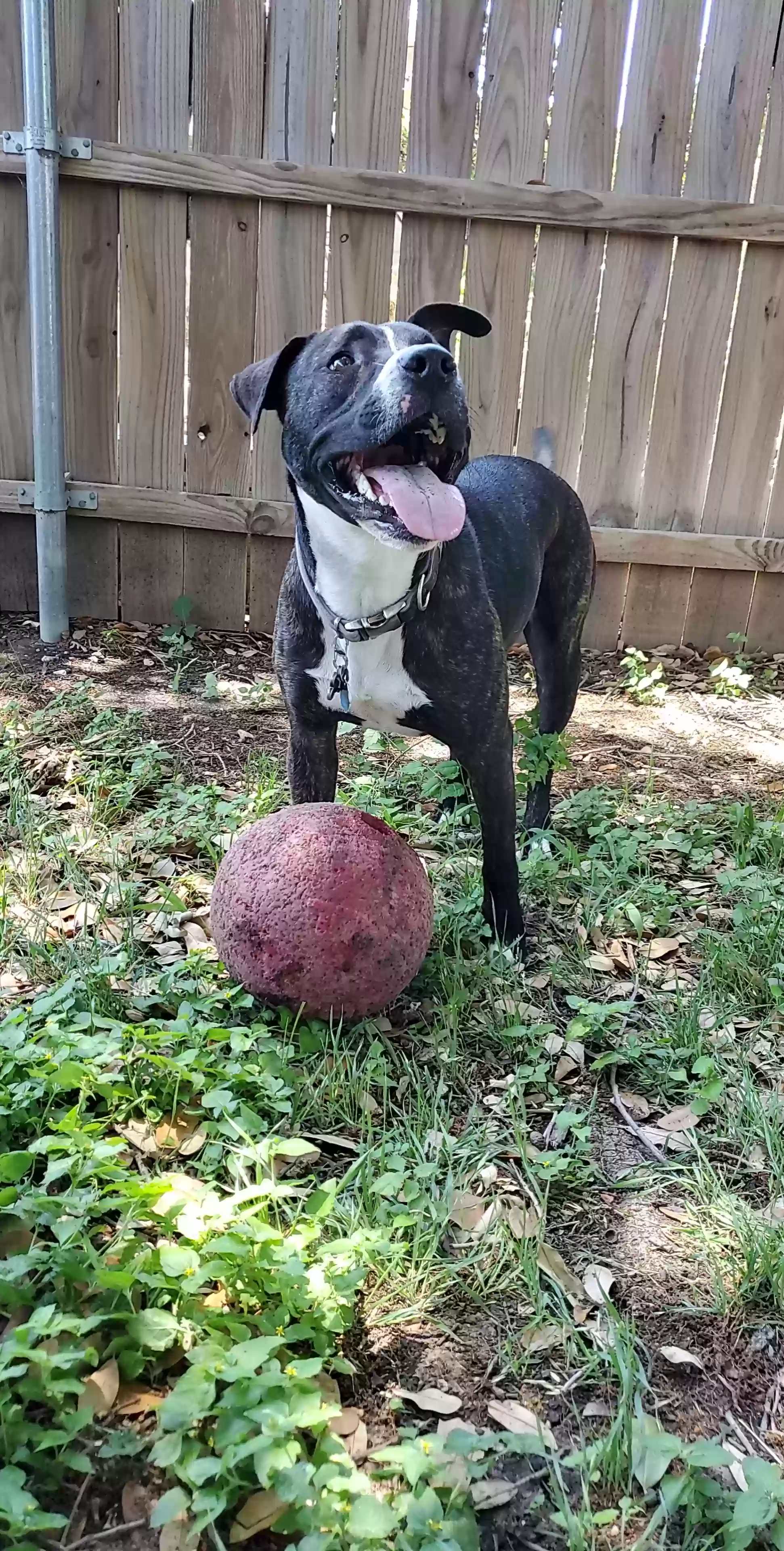 adoptable Dog in Fort Worth,TX named Phil