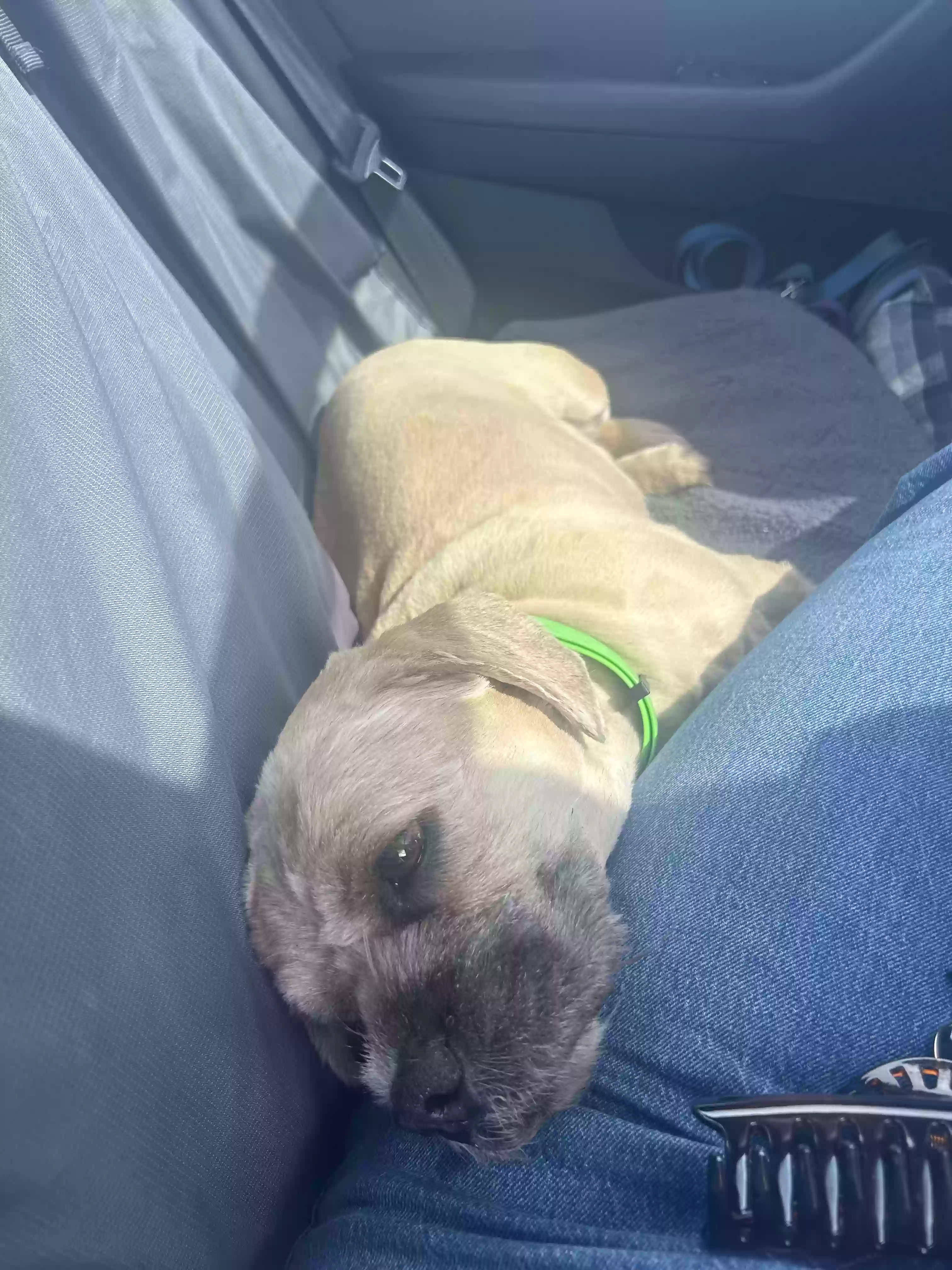 adoptable Dog in Bremerton,WA named Milo