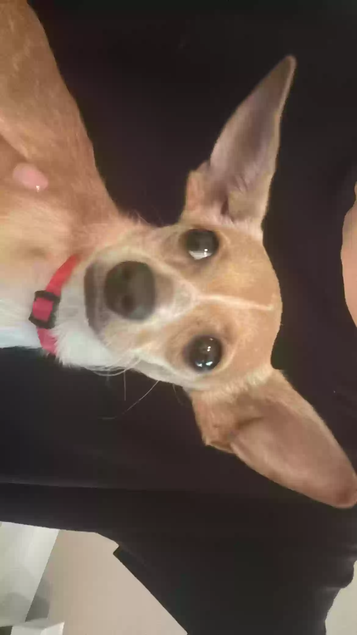 adoptable Dog in Peachtree City,GA named Lexie