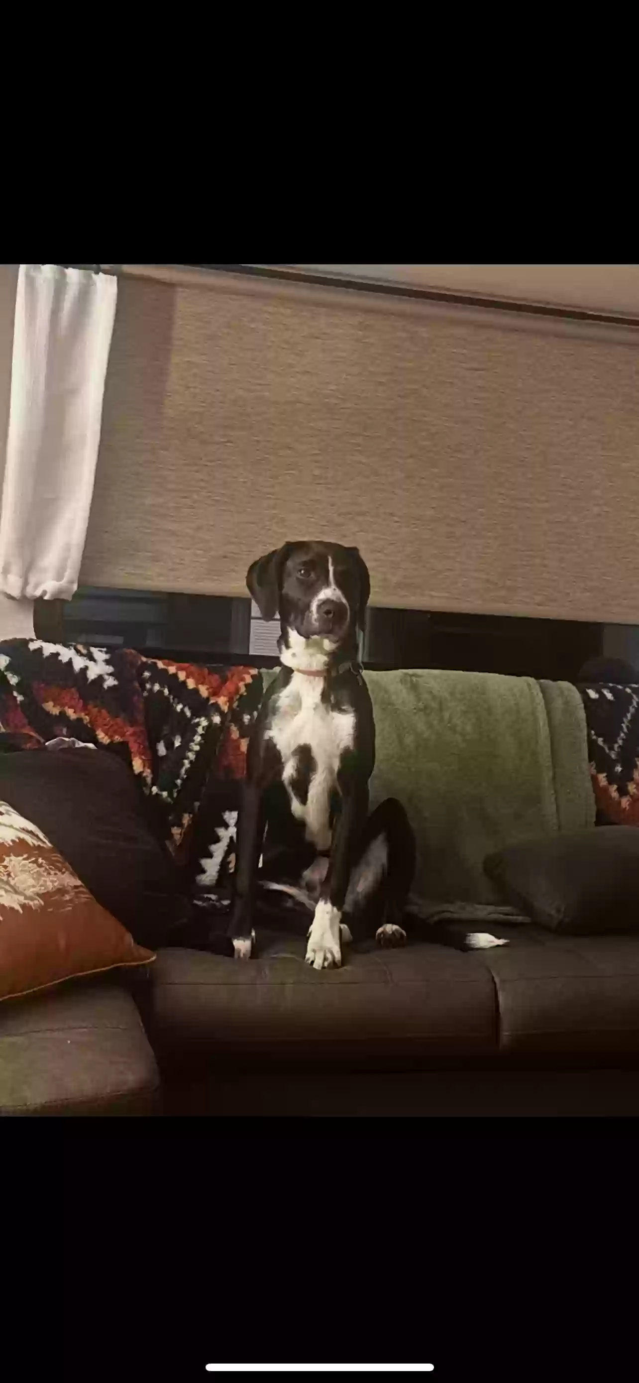 adoptable Dog in Aurora,NC named Marshall