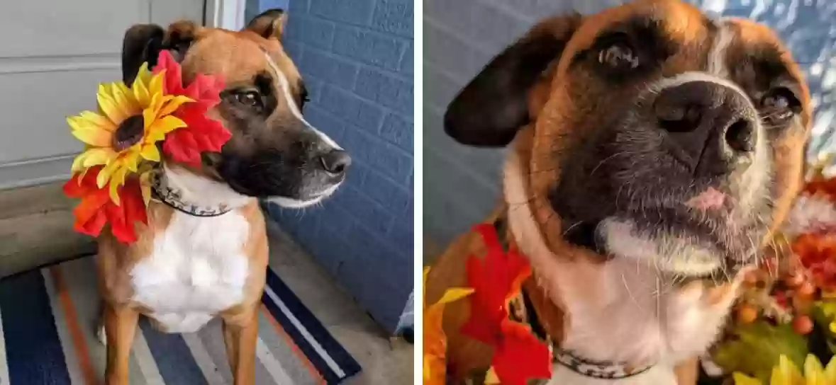 adoptable Dog in Paducah,KY named Pumpkin