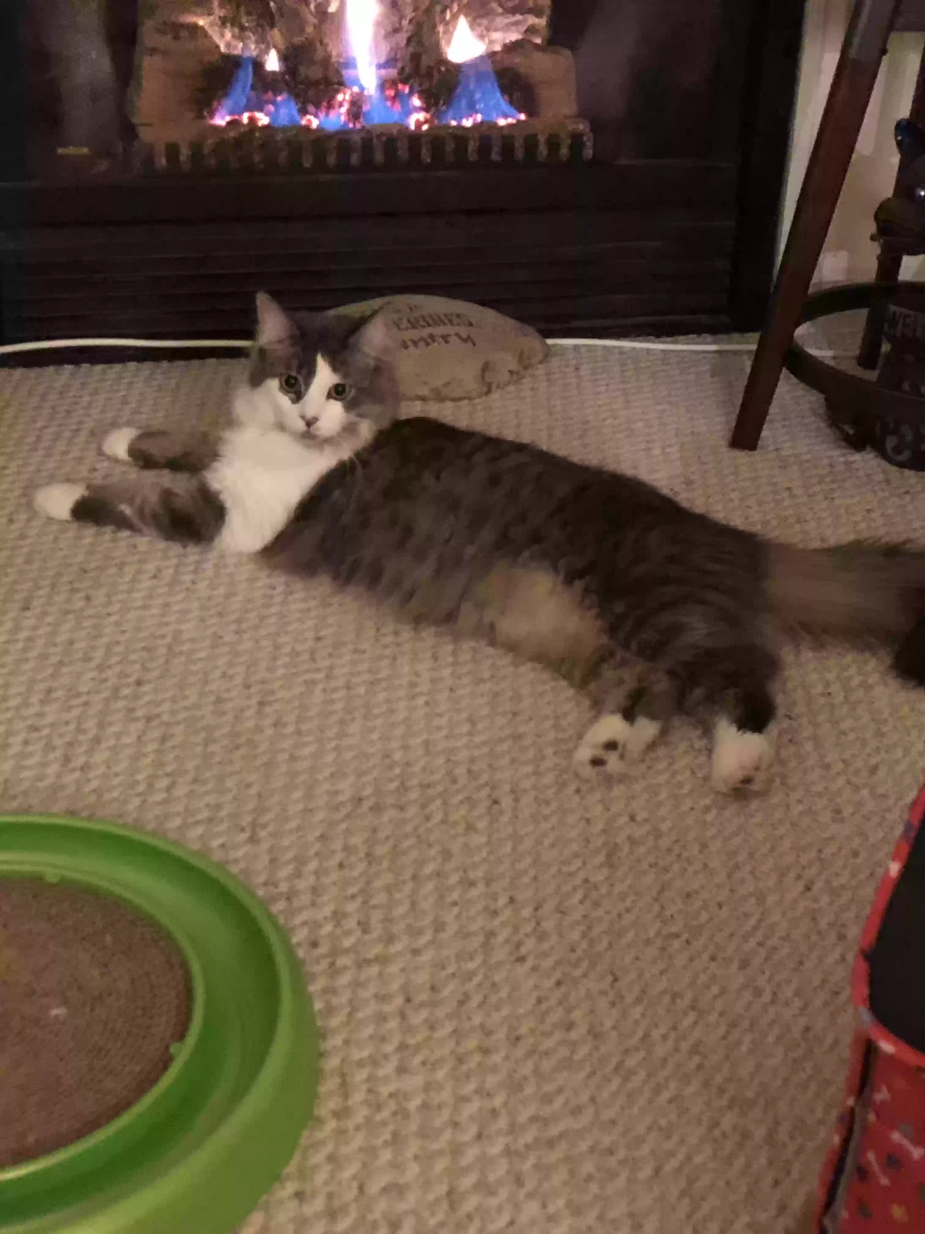 adoptable Cat in Grand Blanc,MI named Roman