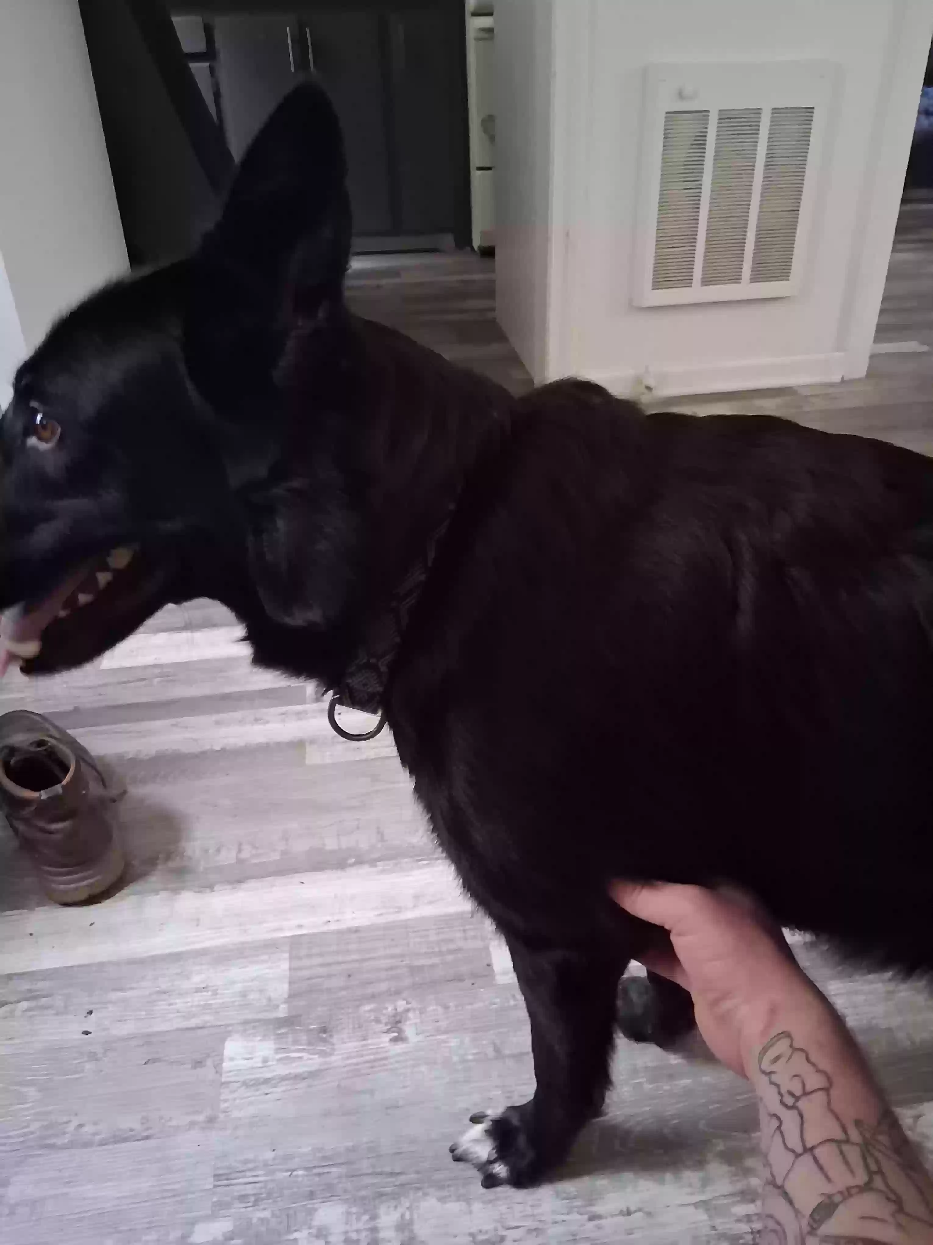 adoptable Dog in Wichita,KS named Loki